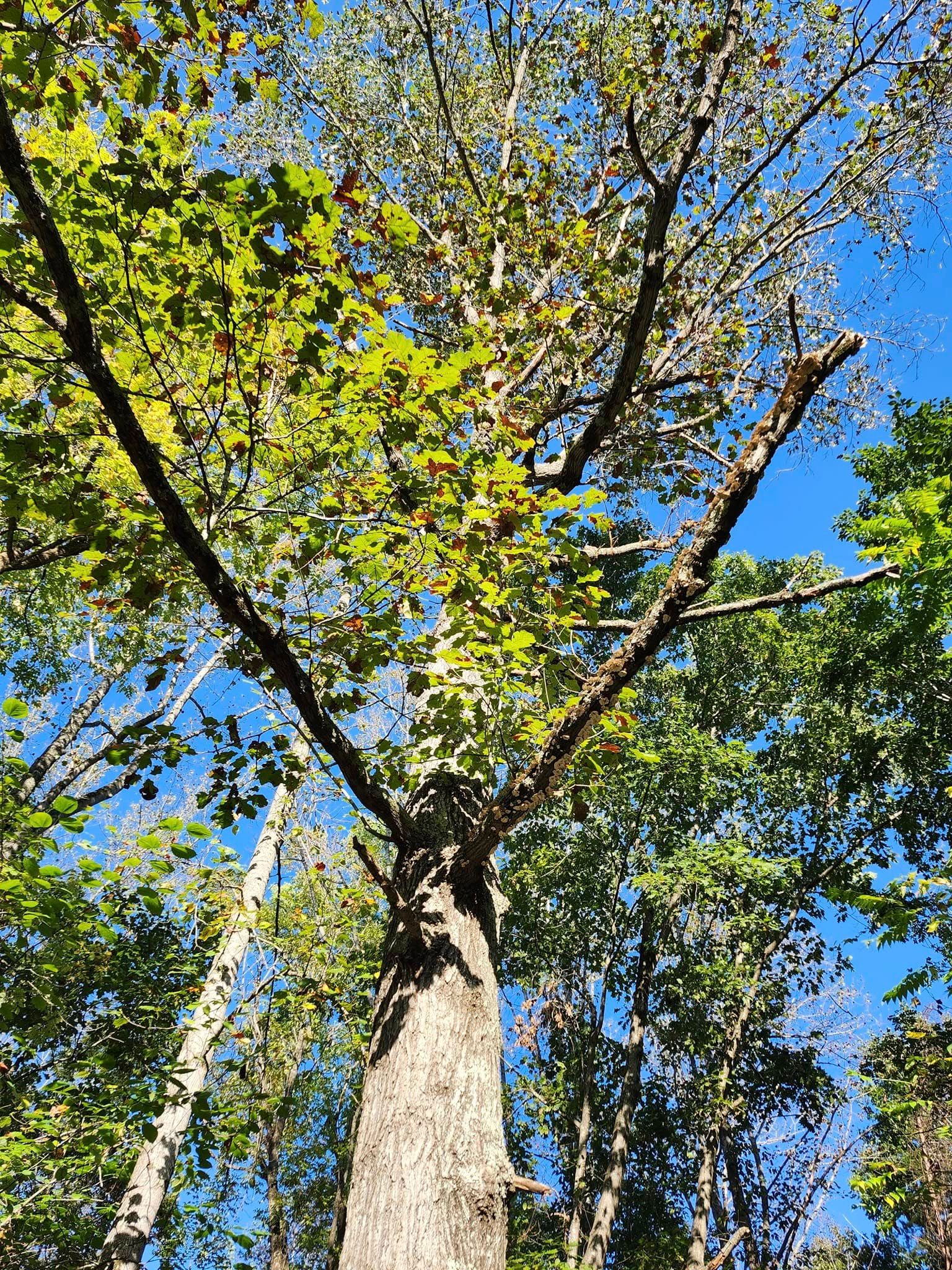  for Red Roosters Tree Services in Bedford, VA
