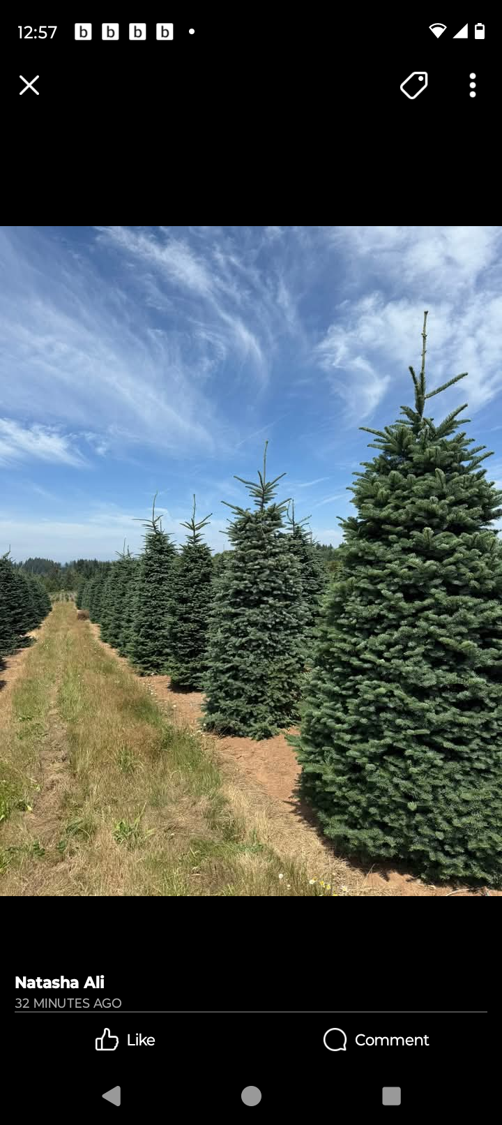 All Photos for BAM Another Pinestraw Lot in Flowery Branch, GA