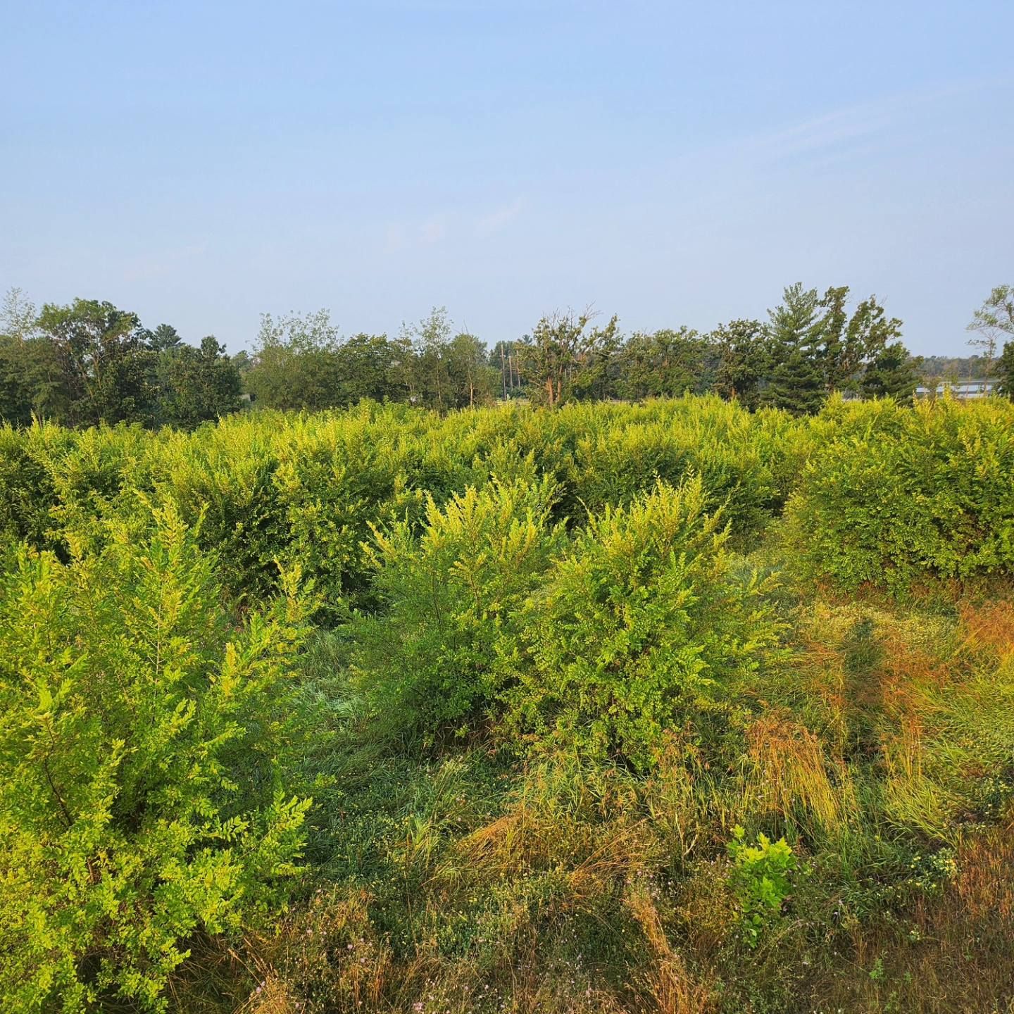  for Central Minnesota Brush Control and Landscaping in Brook Park, MN