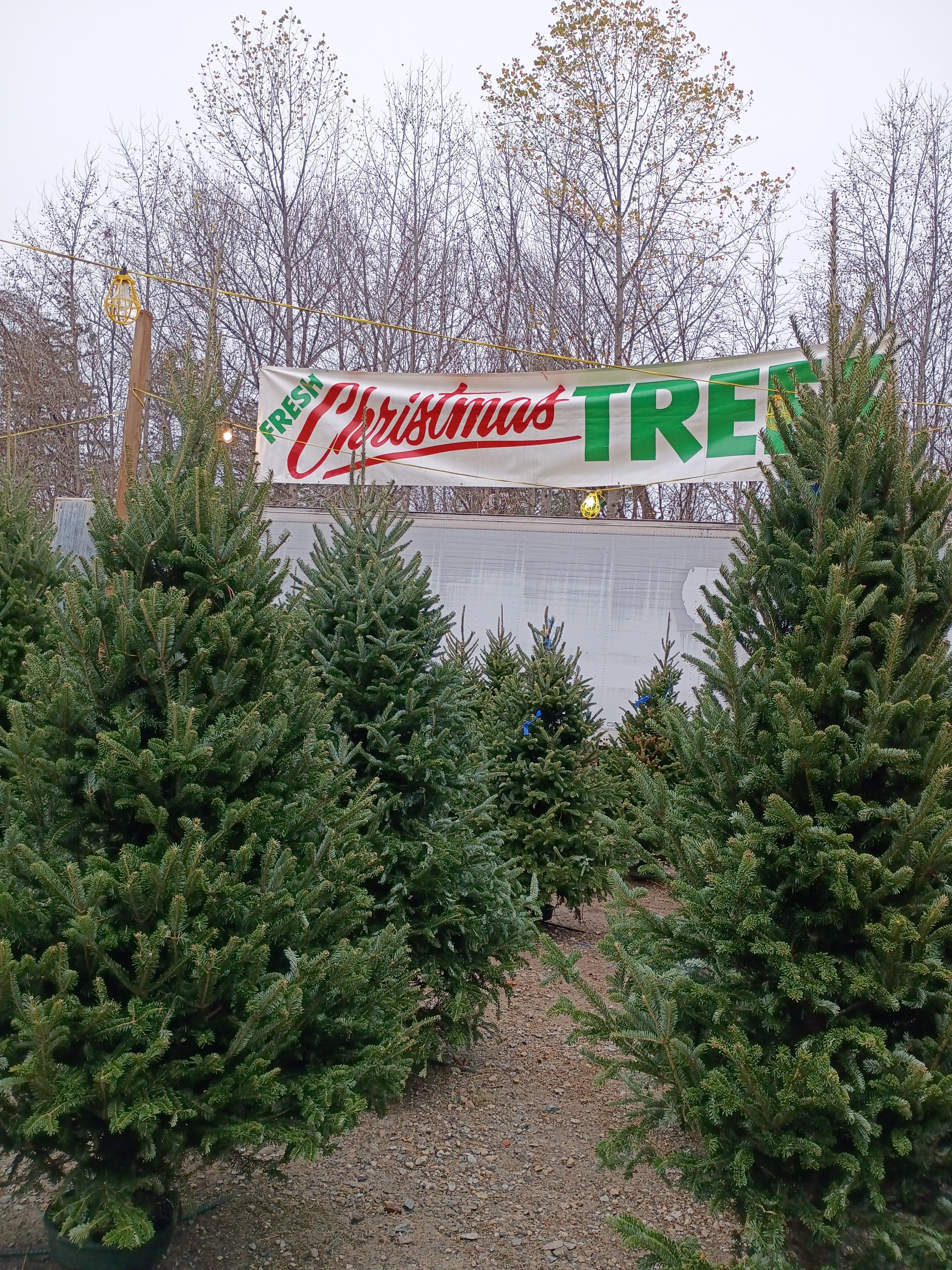 All Photos for BAM Another Pinestraw Lot in Flowery Branch, GA
