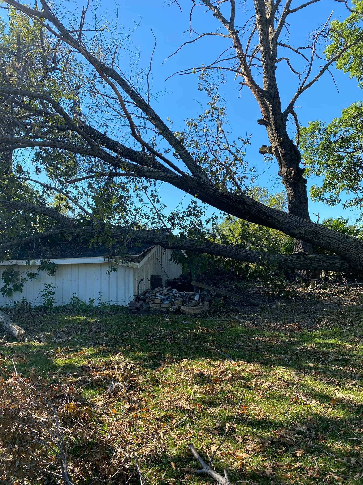 All Photos for Allstate Tree Service in Fridley, MN