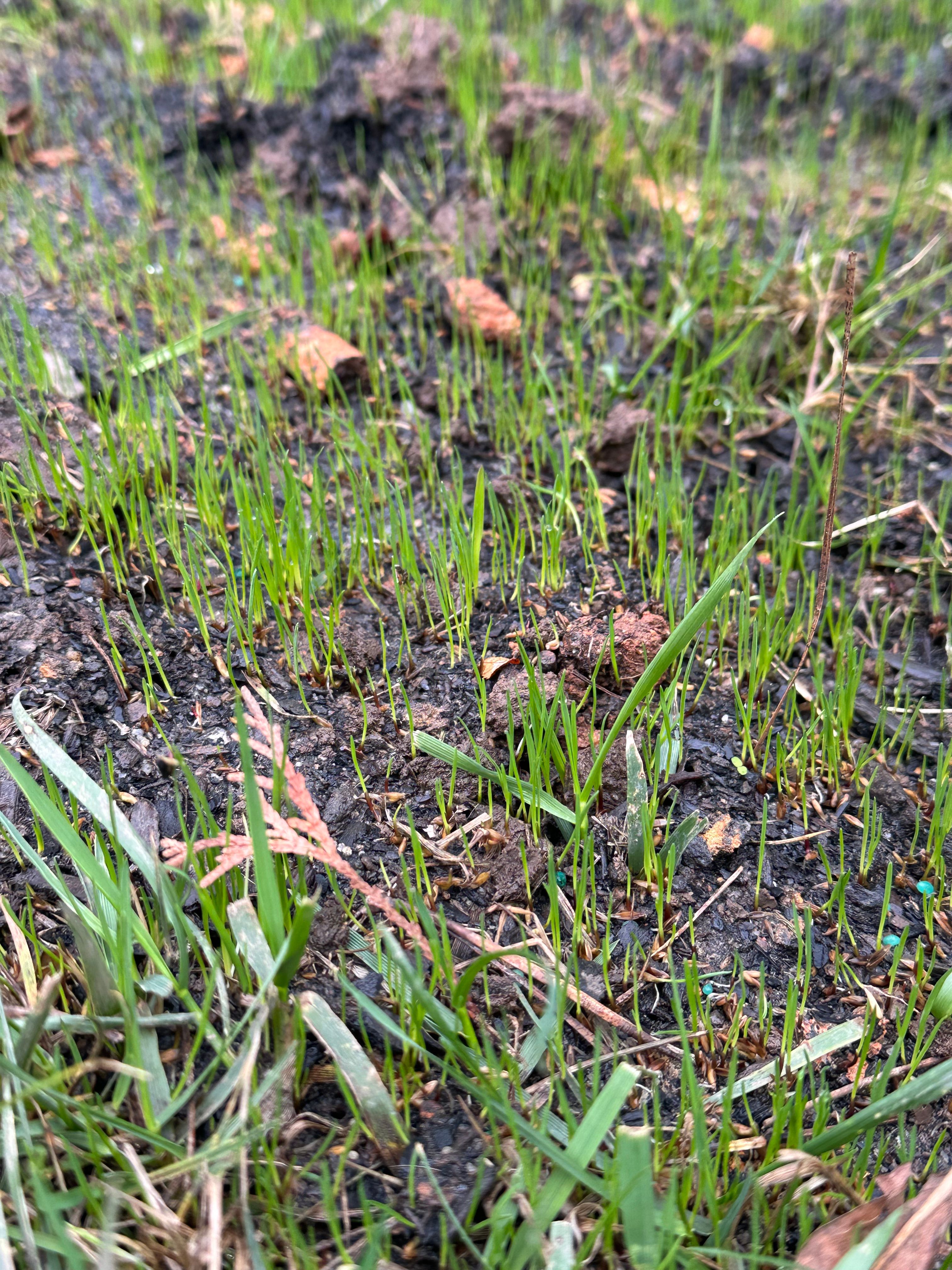  for Pecina Pine Needles in Monroe, NC