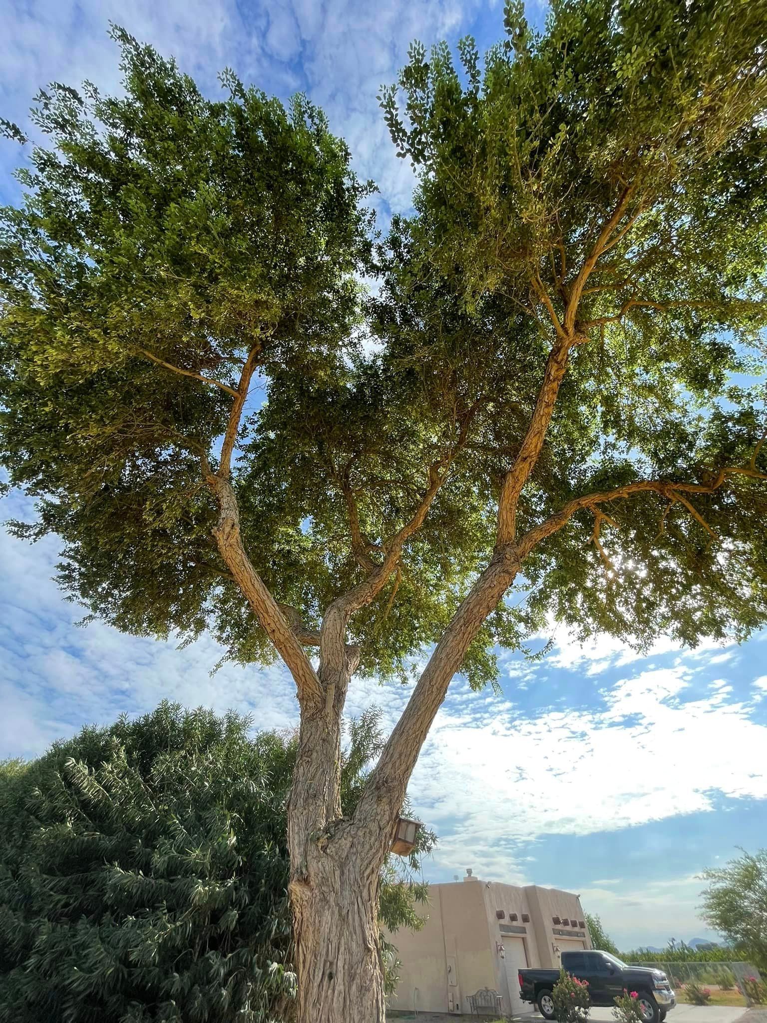 Tree Removal for Oliver L. Palm & Tree services in Yuma, AZ