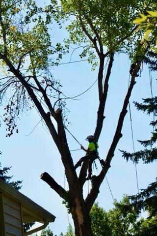  for Clean Cut Tree Service in Gillette, WY