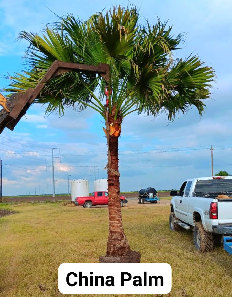  for CRM Palm & Landscaping in Rockport, TX