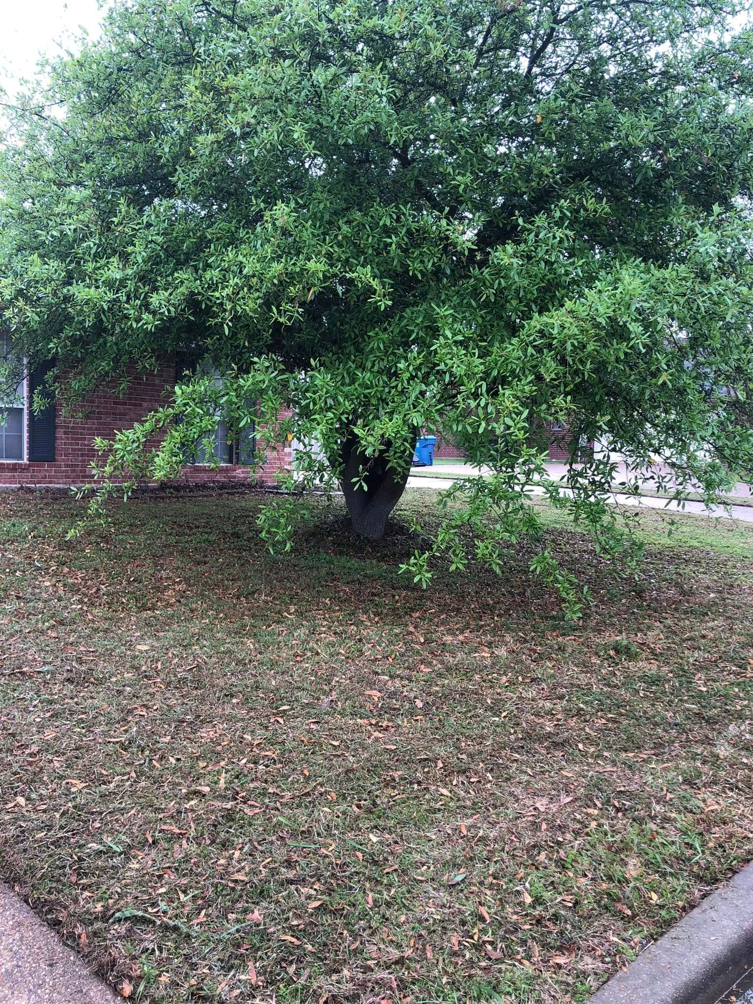  for Piña’s Lawncare in Waco, TX