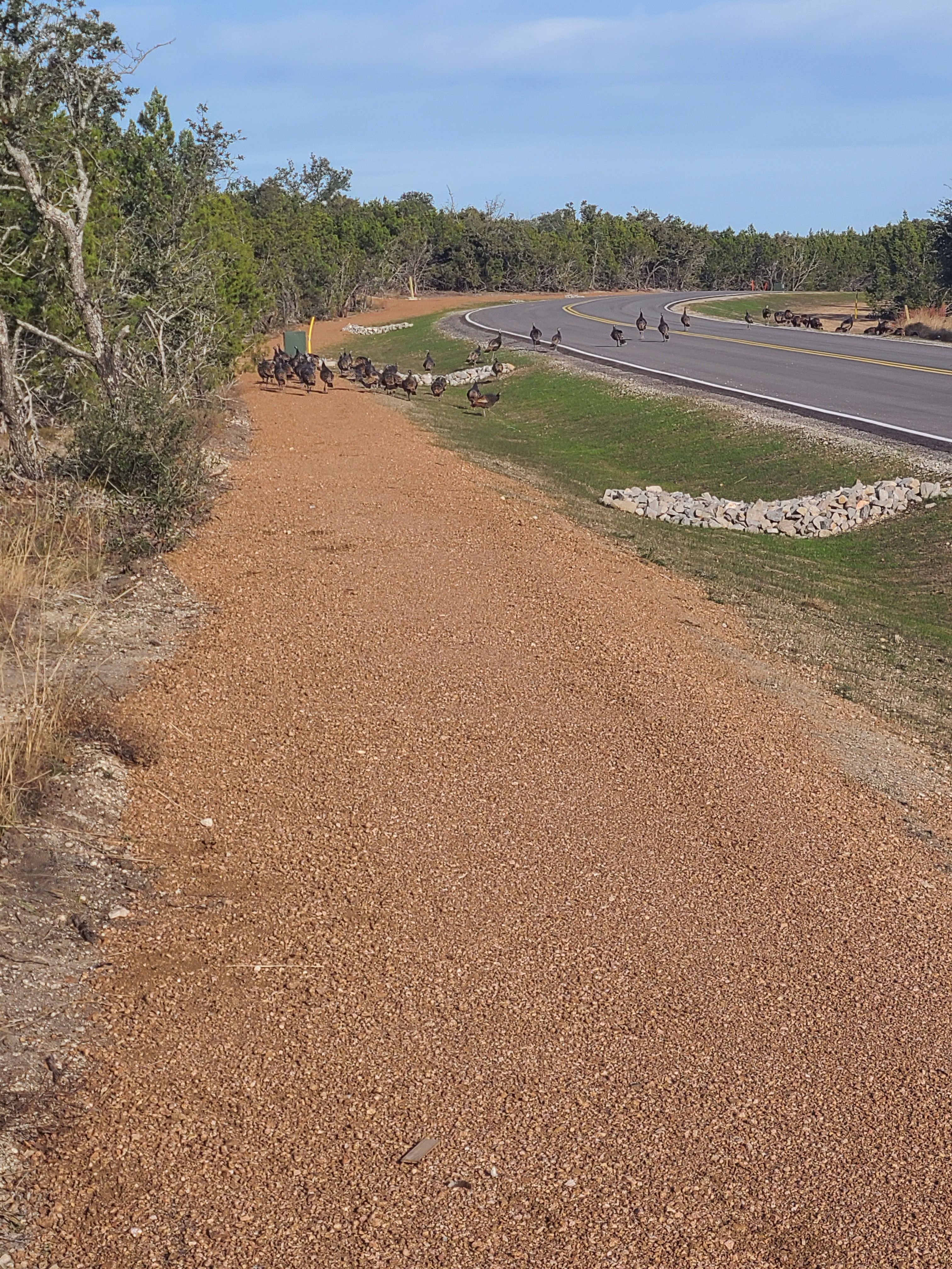  for 512 Land Clearing in Blanco County, TX