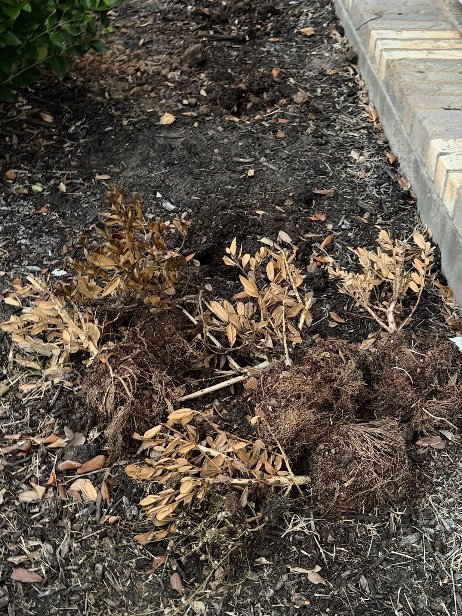  for Texas Curb N Borders in Houston, TX