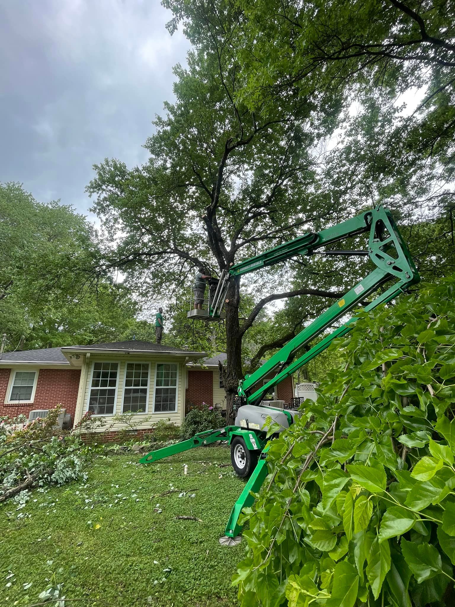 Tree Services for Tree Guys Pressure Washing & Stump Grinding in Scottsboro, AL