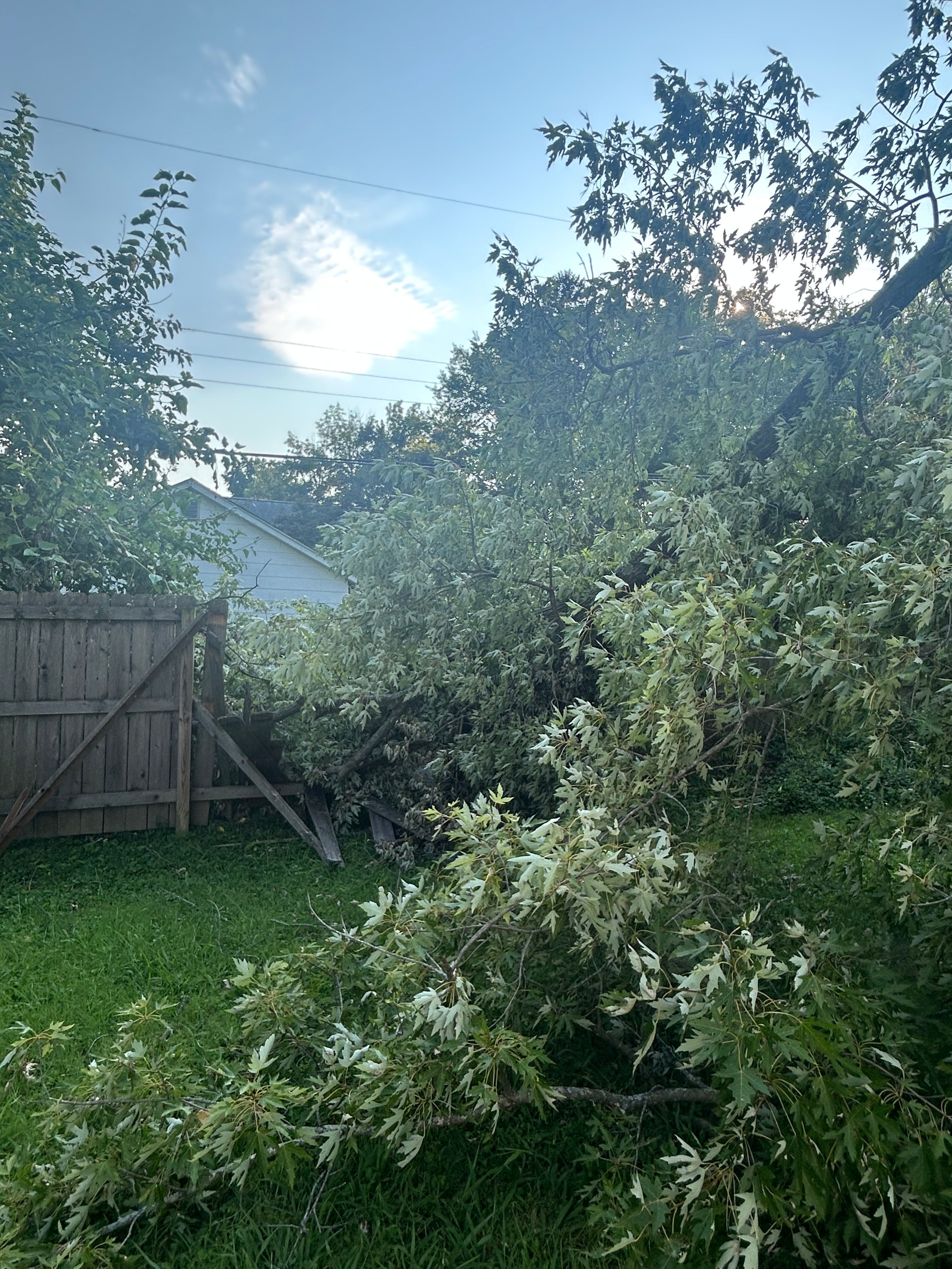  for Stinger Tree Service in Belleville, IL