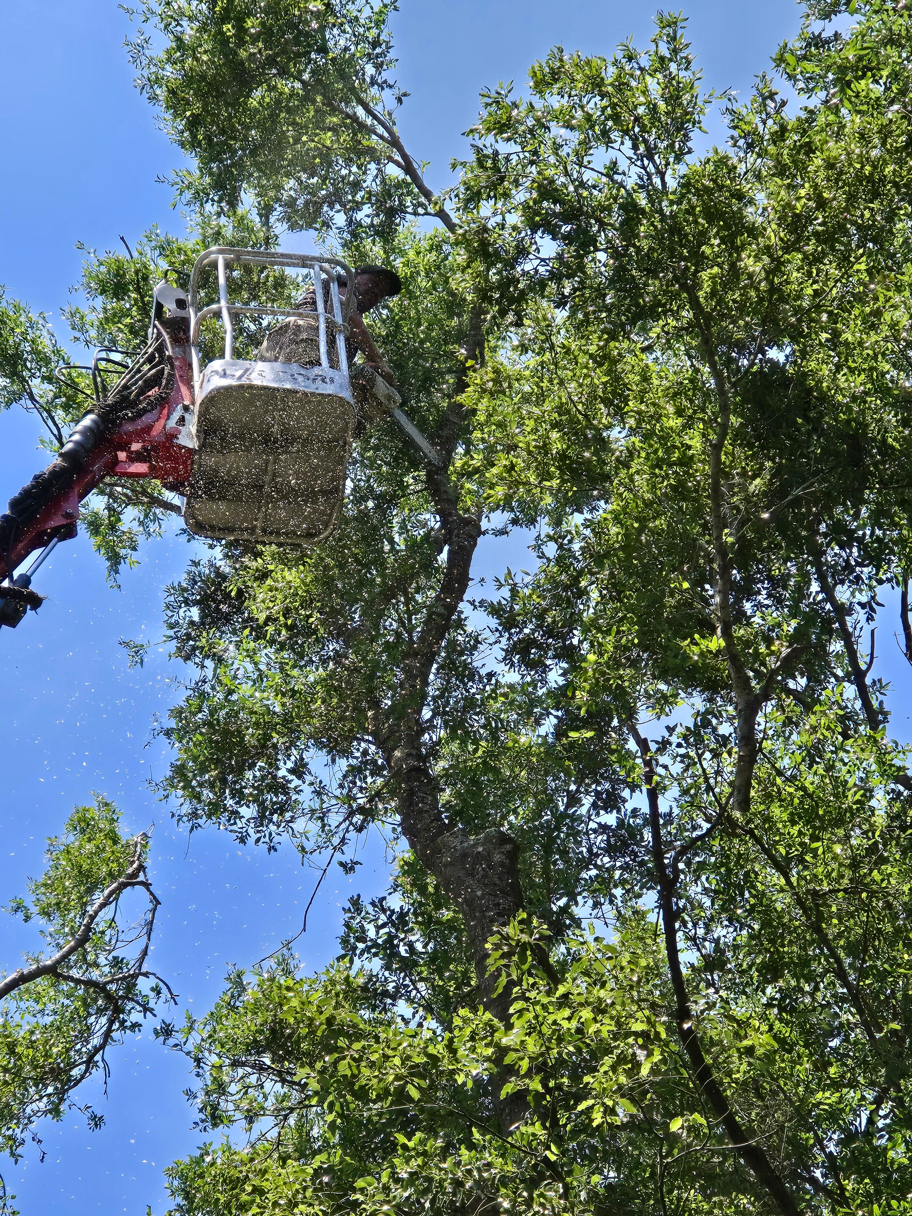 All Photos for Near Me Tree Service, Inc. in DeLand, FL