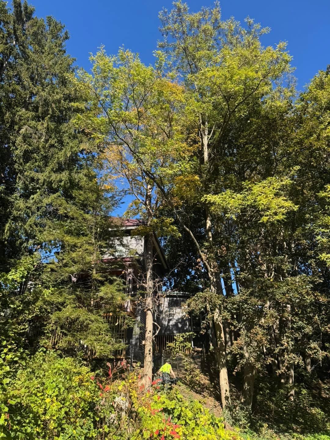 for Sterlings Tree Removal in Cobleskill, New York