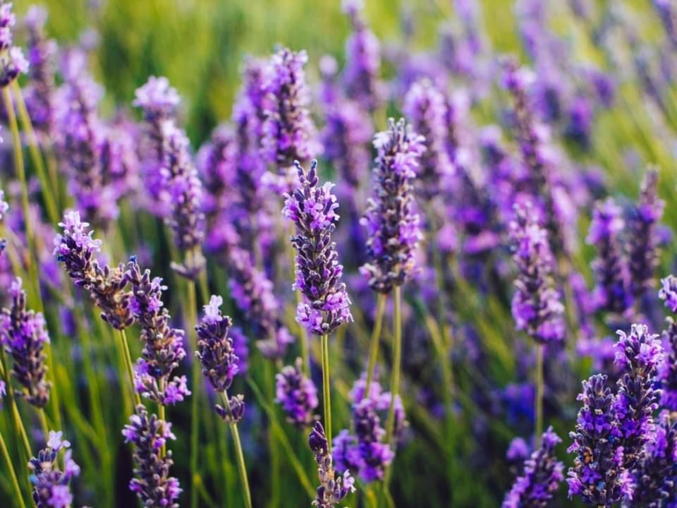  for Lavender Clean in Myrtle Beach, SC