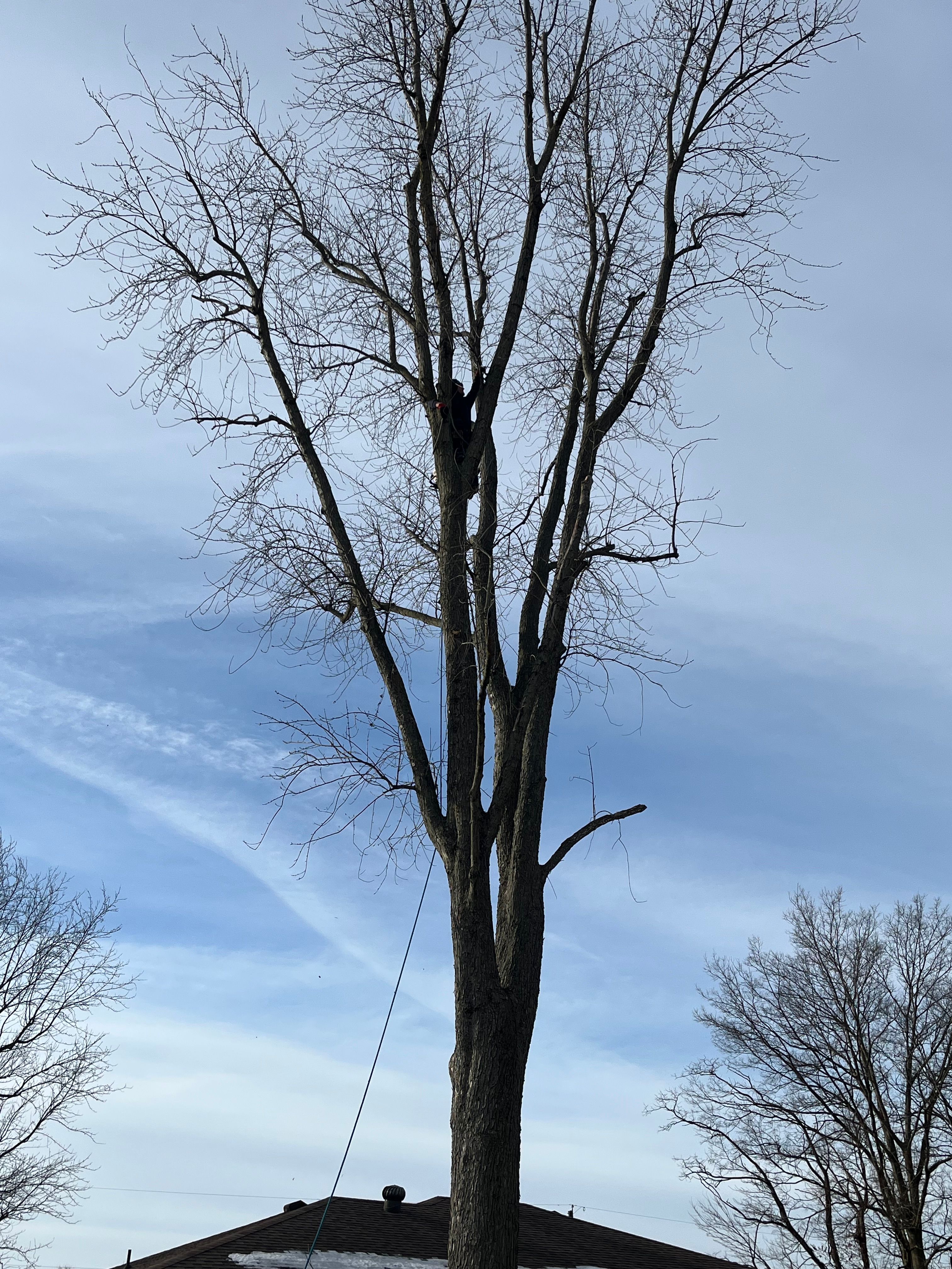 for Stinger Tree Service in Belleville, IL