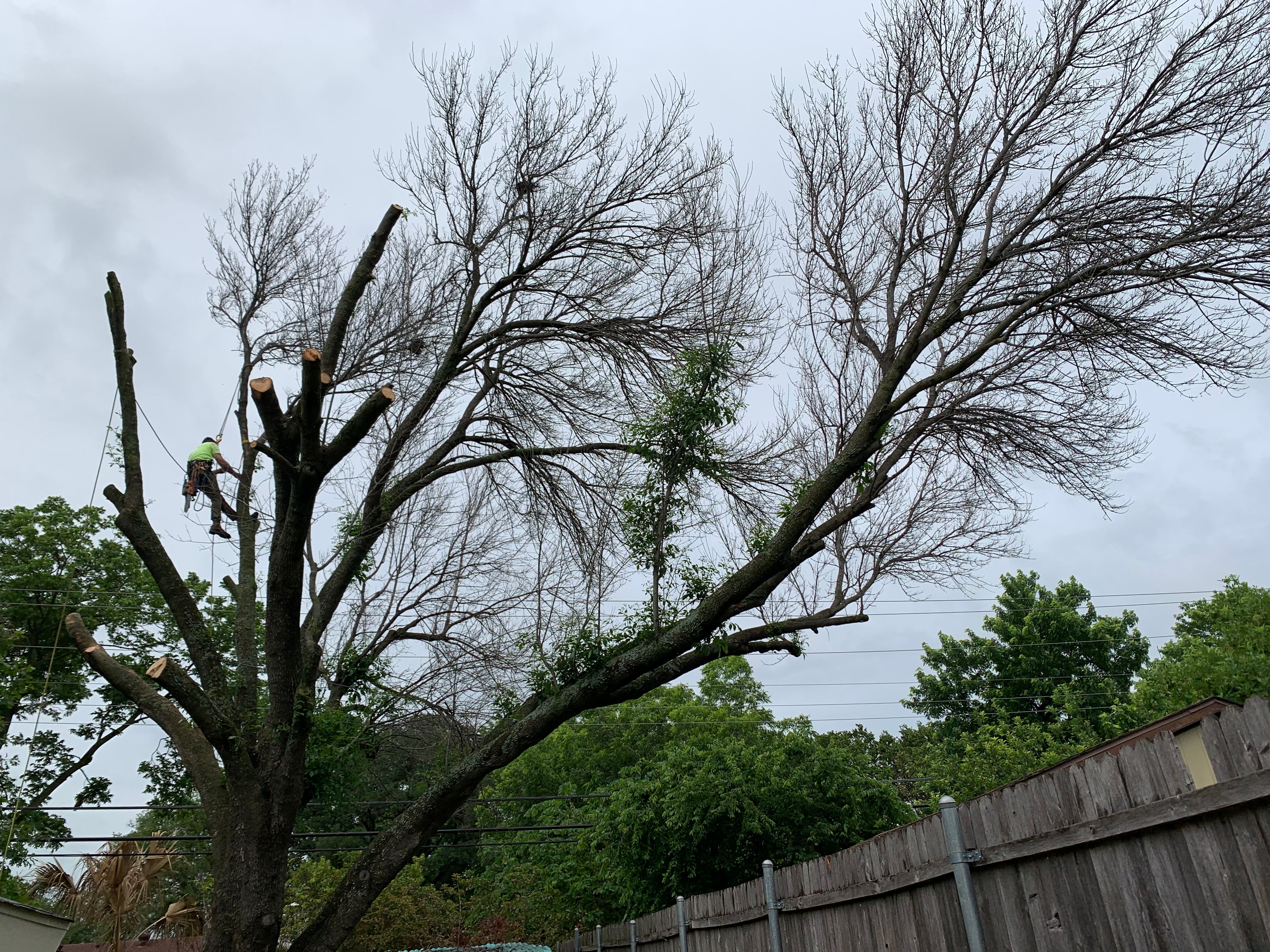  for TLC Professional Tree Service in Bedford, TX