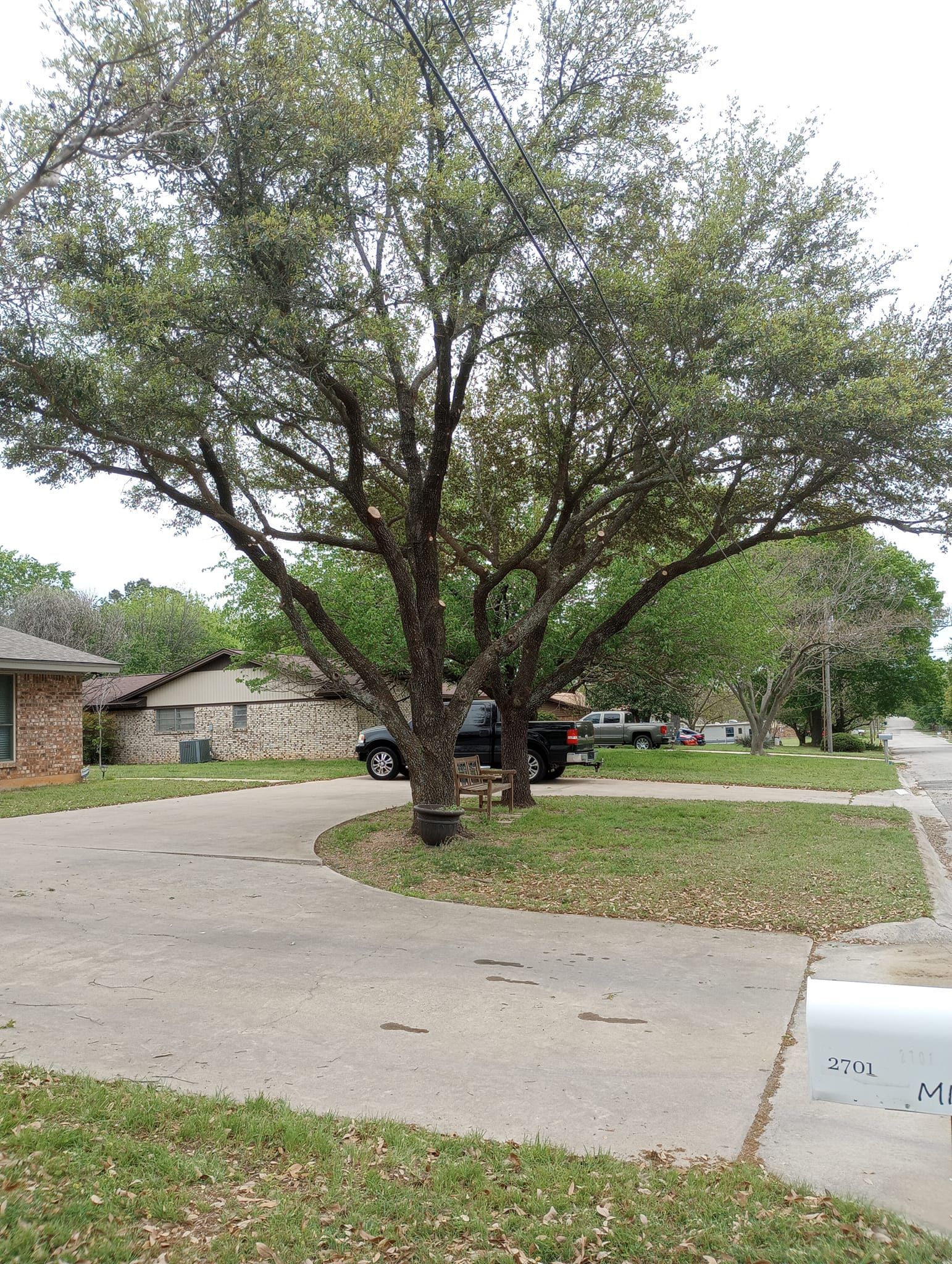 Tree Removal for Marks Tree Service in Fort Worth, TX