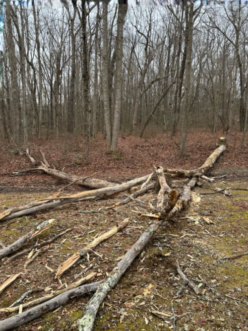 Tree Removal for McBee’s Tree Service in Sewanee, TN