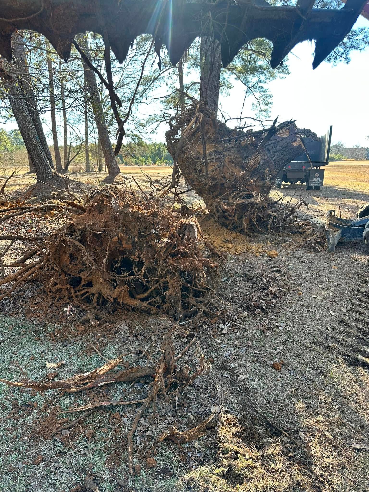 Tree Removal for Page Outdoor Services in Wrightsville, GA