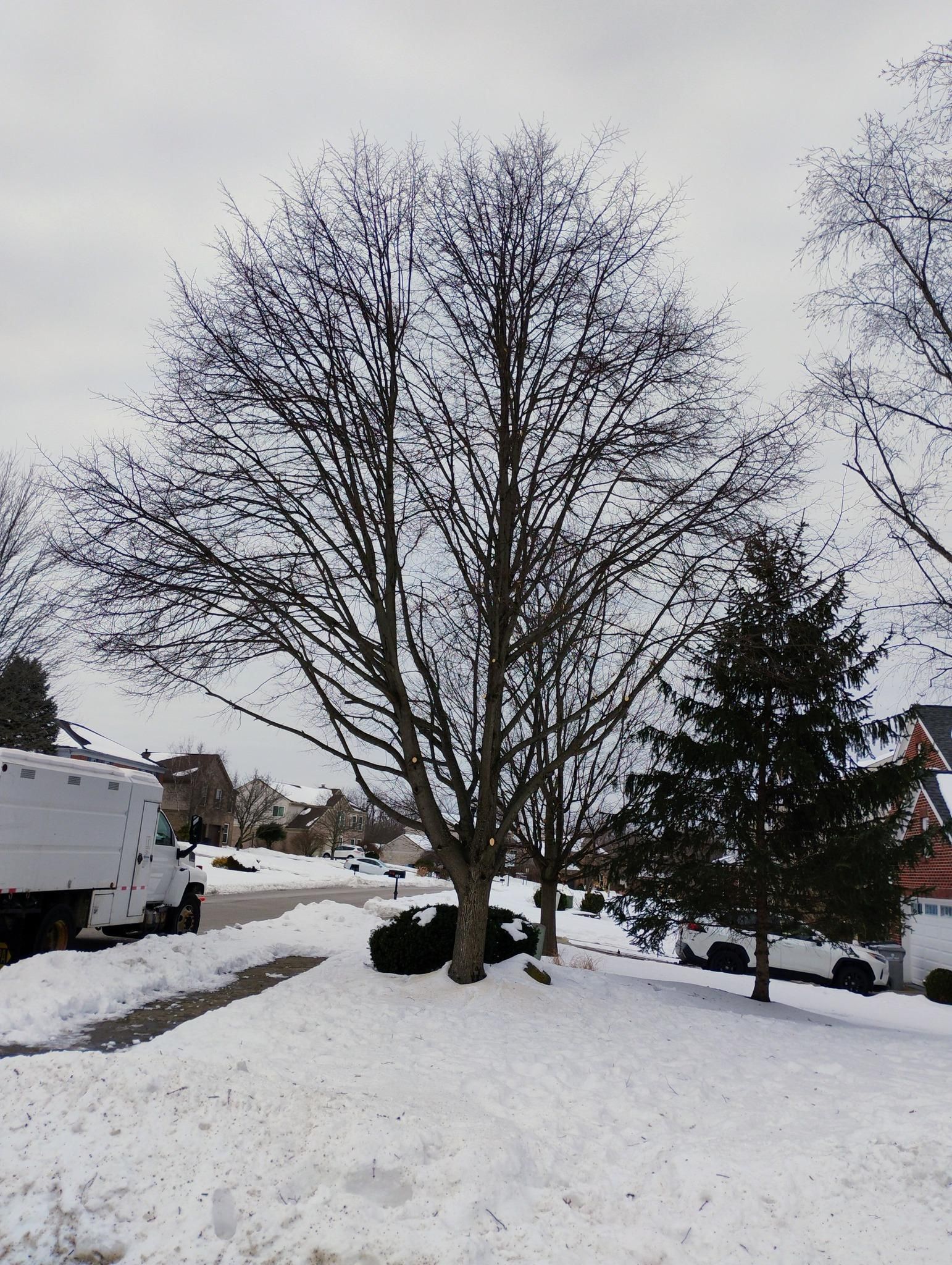  for Kingdom Tree Trimming and Removal LLC in Covington, KY