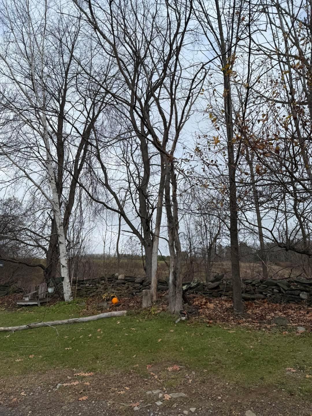  for Sterlings Tree Removal in Cobleskill, New York