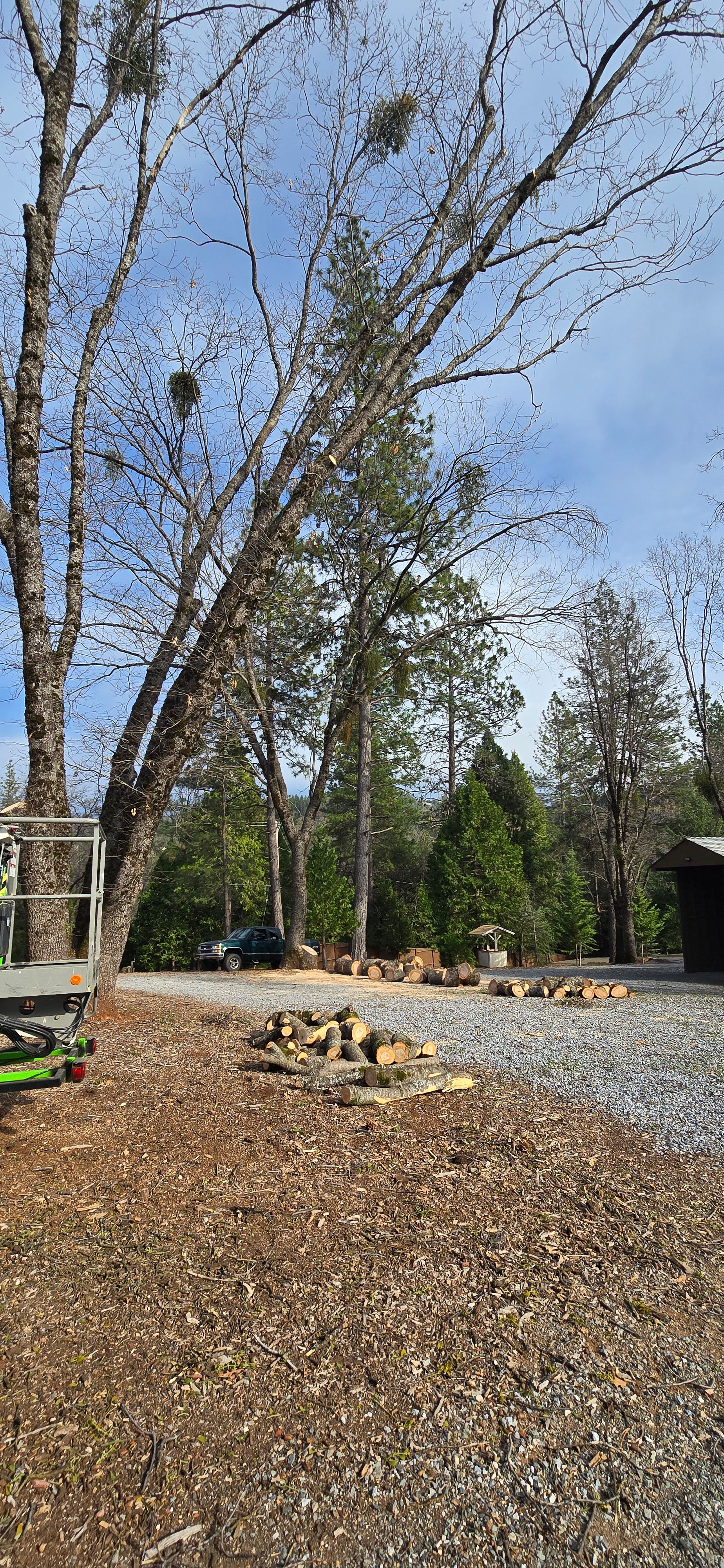  for George Staddan's Professional Tree Care in Placerville, CA