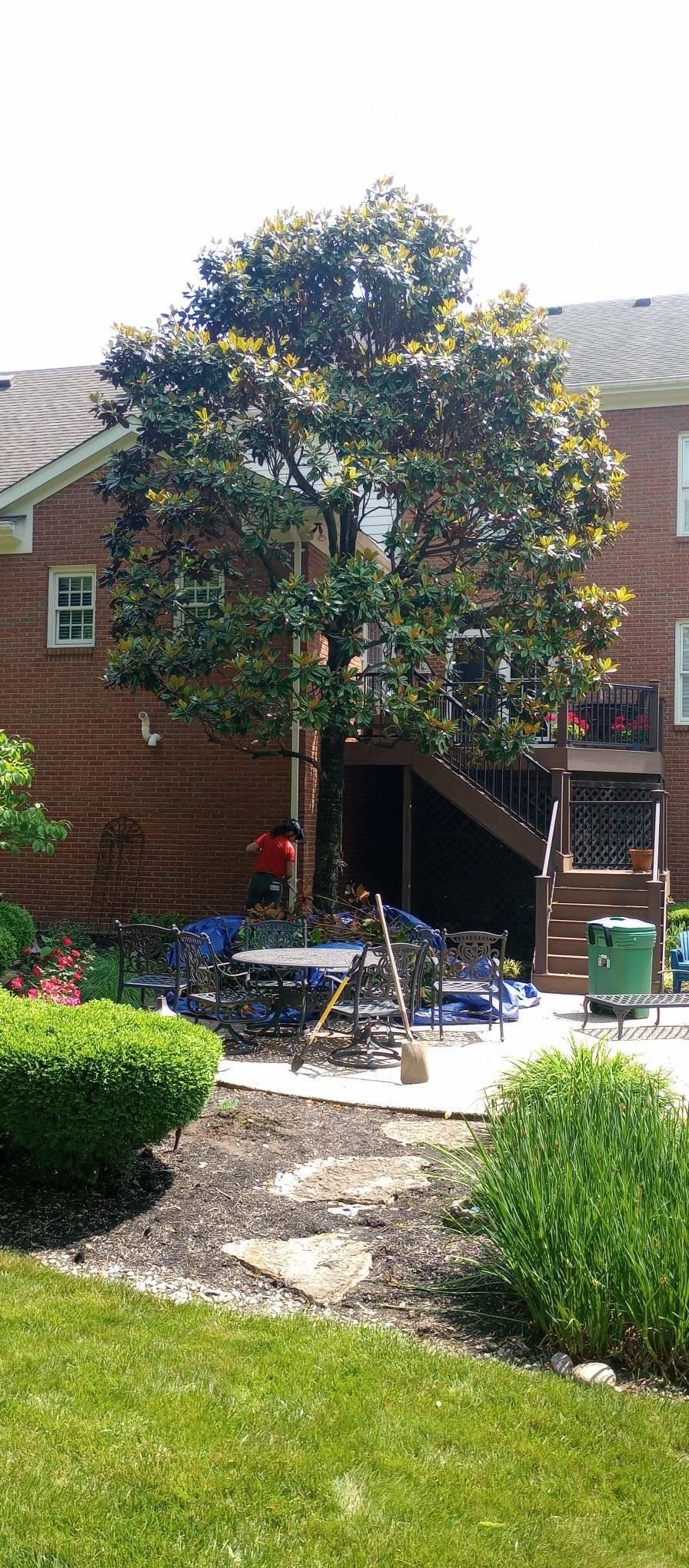  for Kingdom Tree Trimming and Removal LLC in Covington, KY