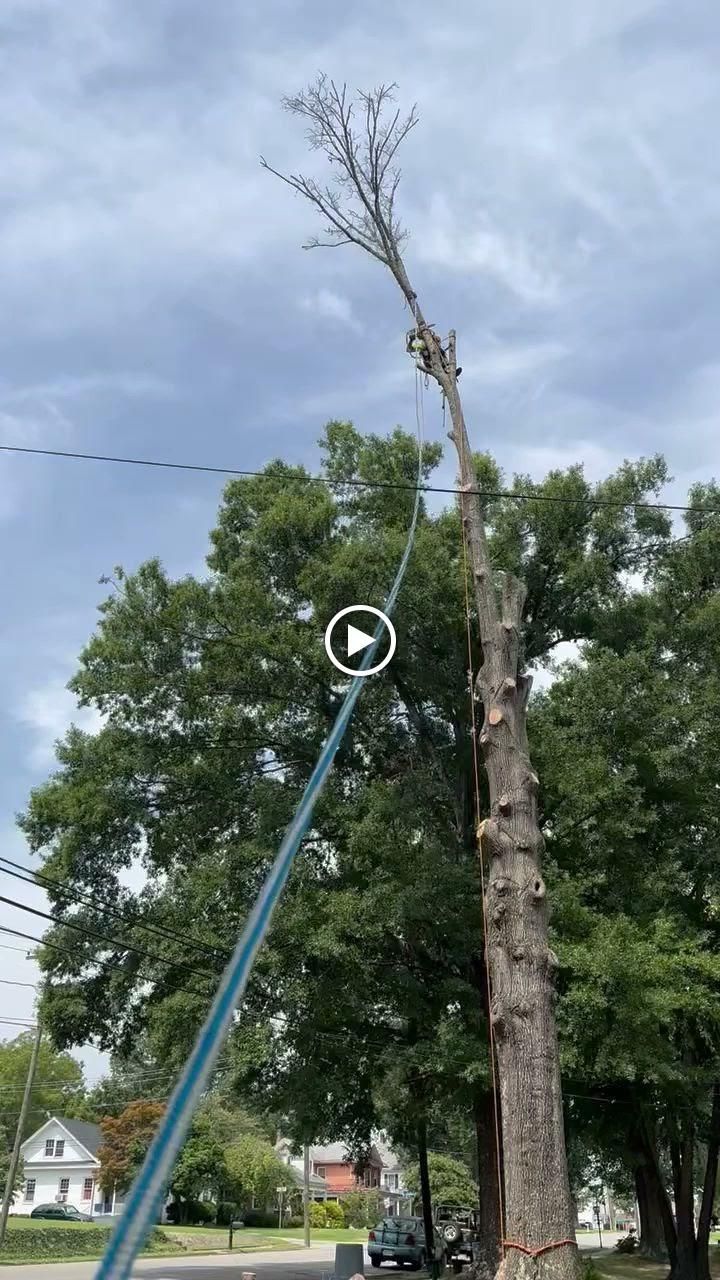  for Ascending Tree Service LLC in Kenbridge, VA