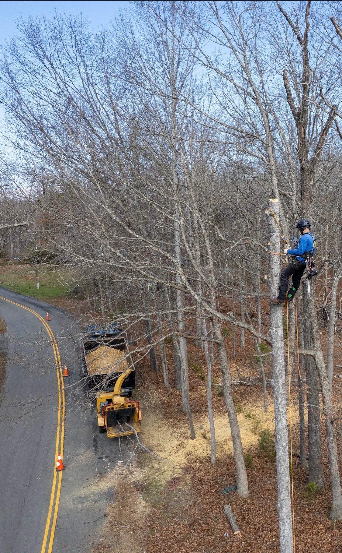  for Branch Out Tree Care LLC in Fredericksburg, VA