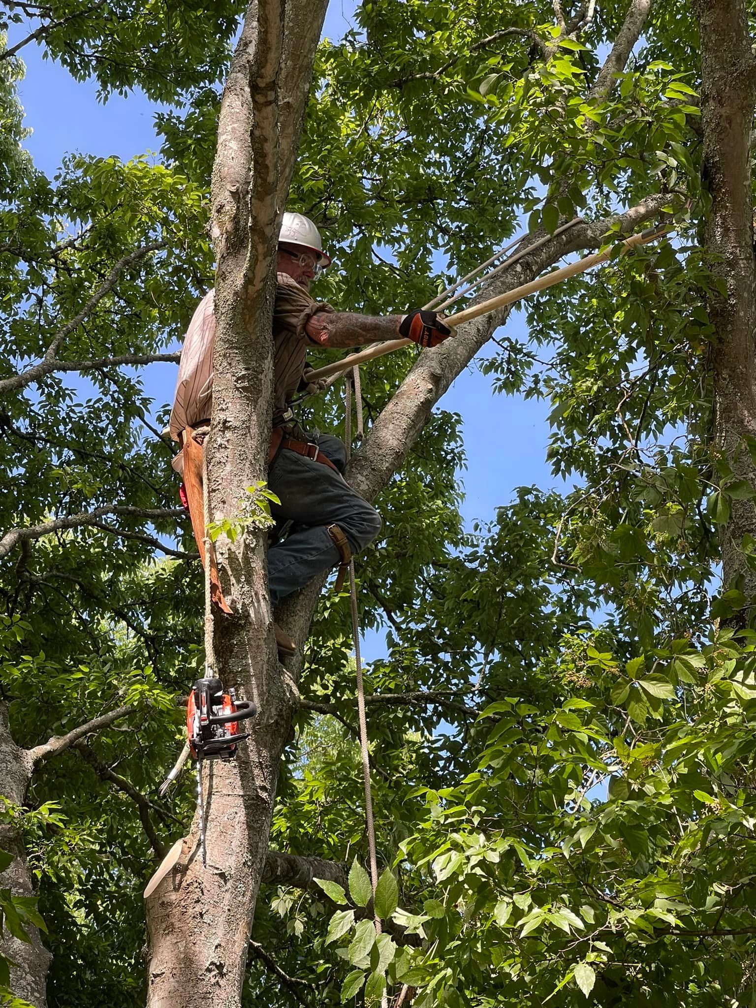 Tree Removal for Cassidy Tree Care in Santa Fe, TN