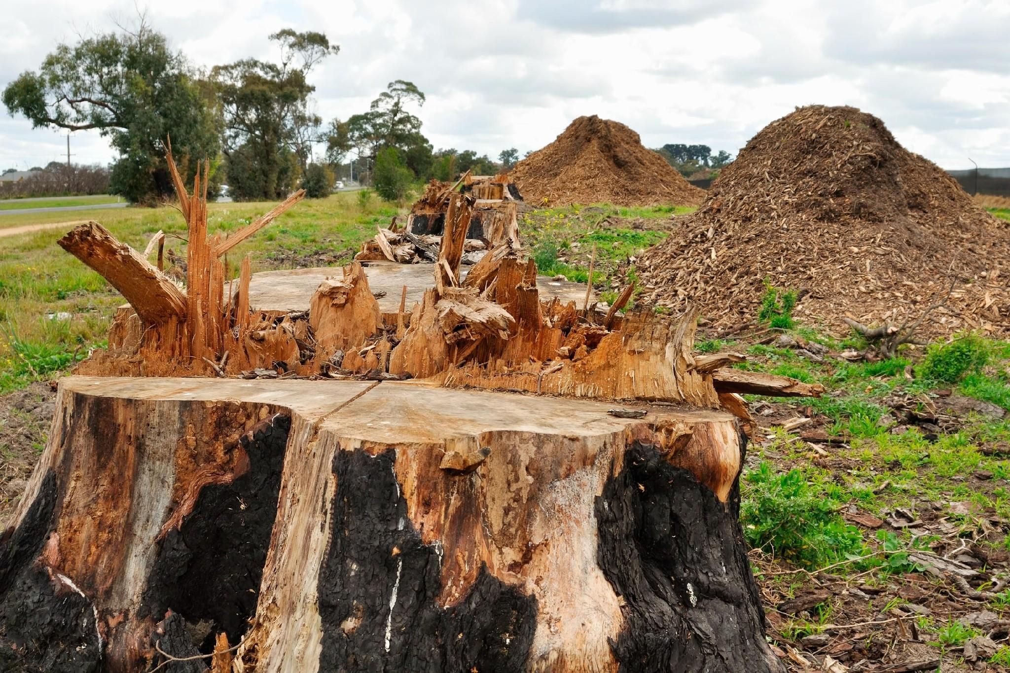  for Tree-B-Gone in Appleton, WI