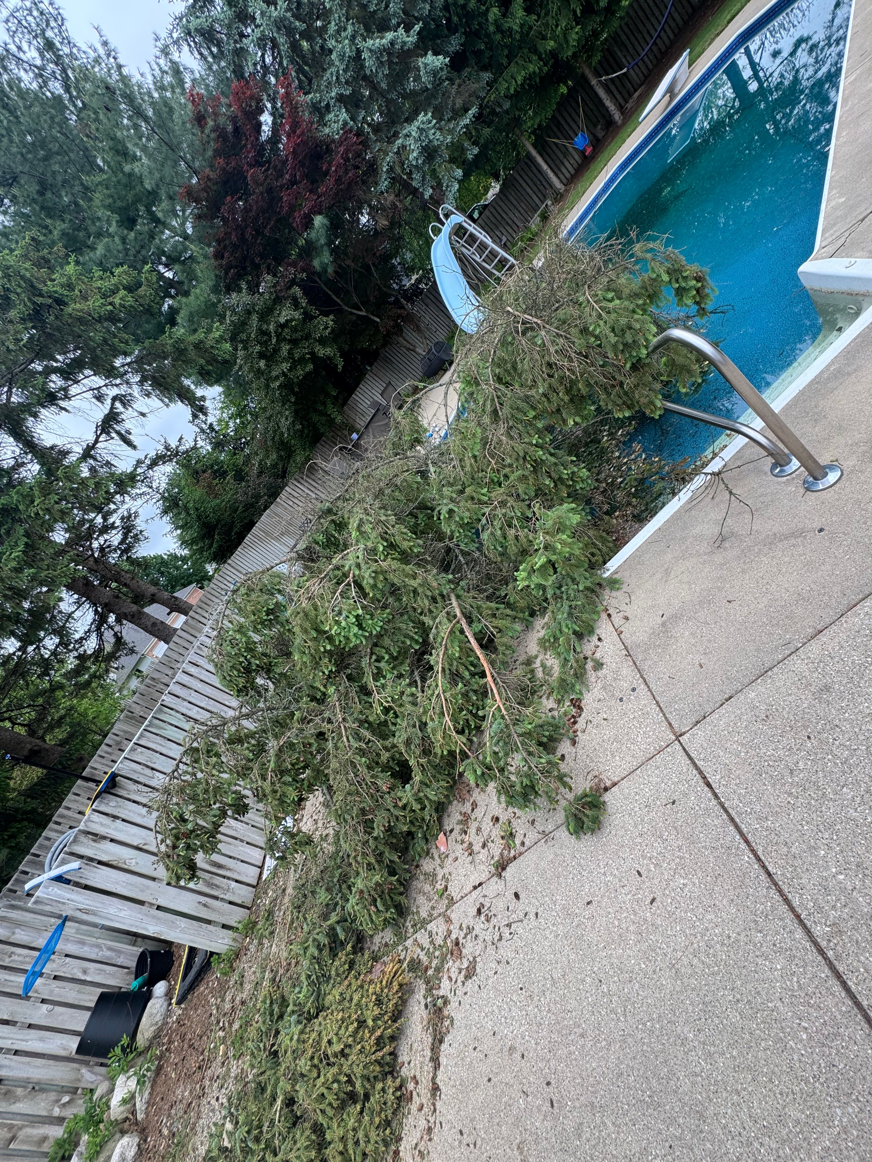  for Branching Out Tree Service in Hastings, MI