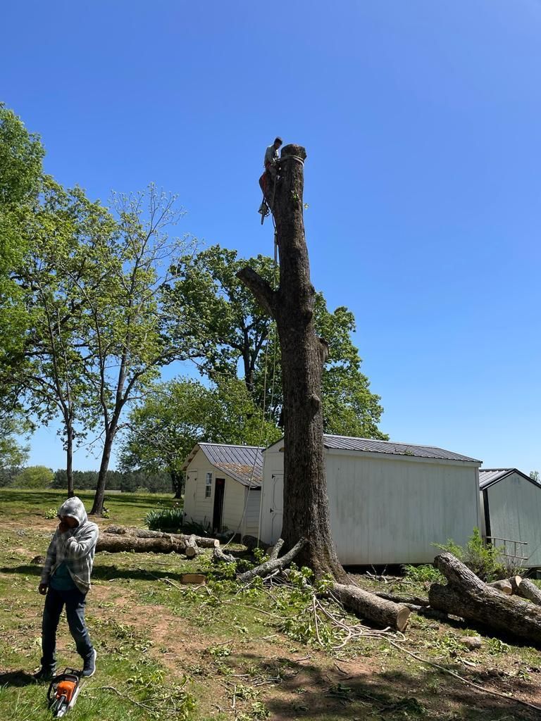 Tree Removal for Rosales Landscaping LLC in Lake Gaston, North Carolina