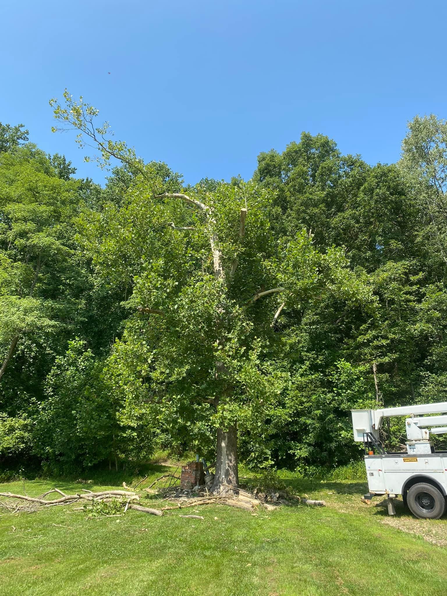 Fall and Spring Clean Up for Atwood’s Tree Care in Liberty,  KY