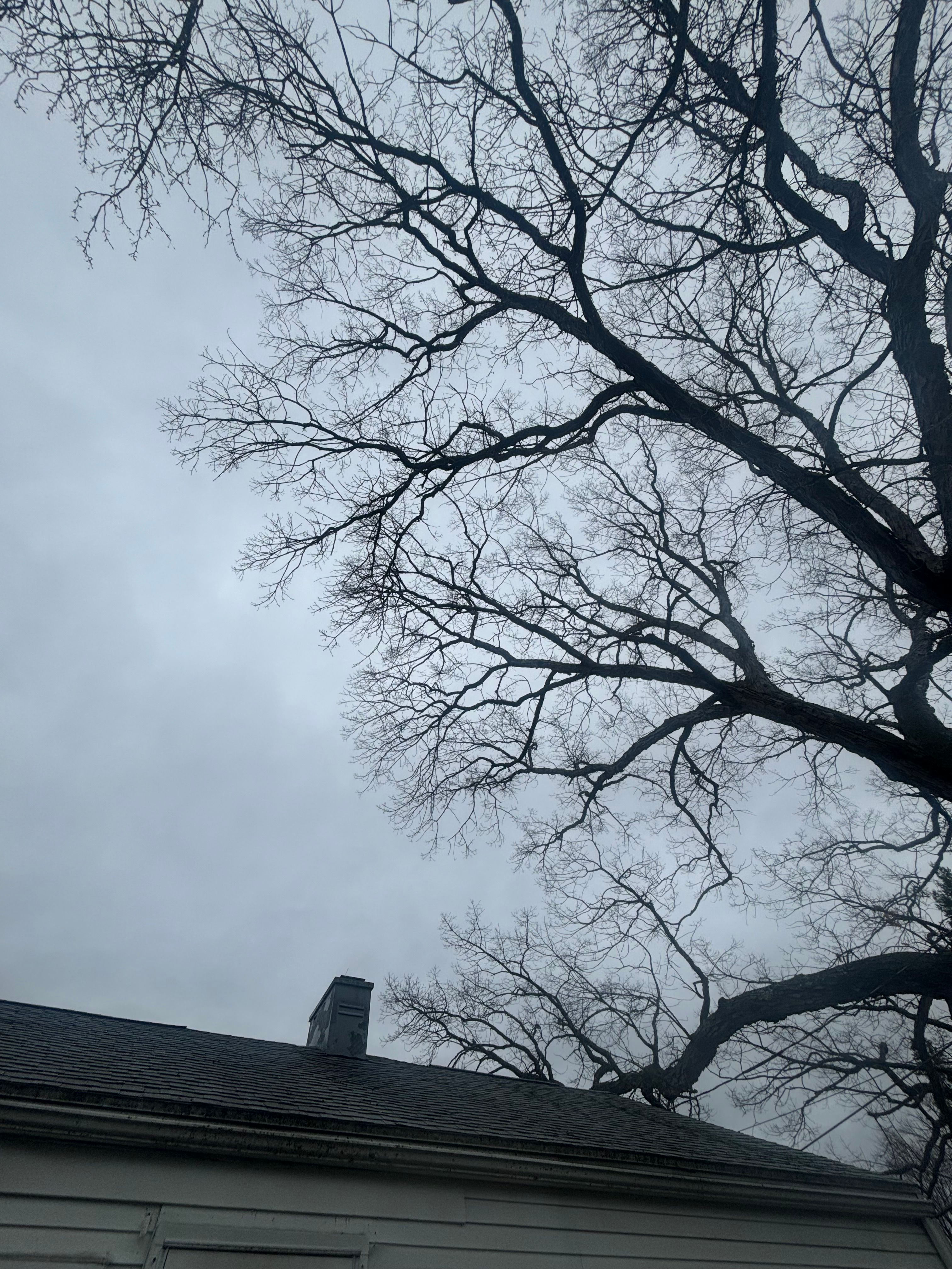  for T's Trees in Albany, NY