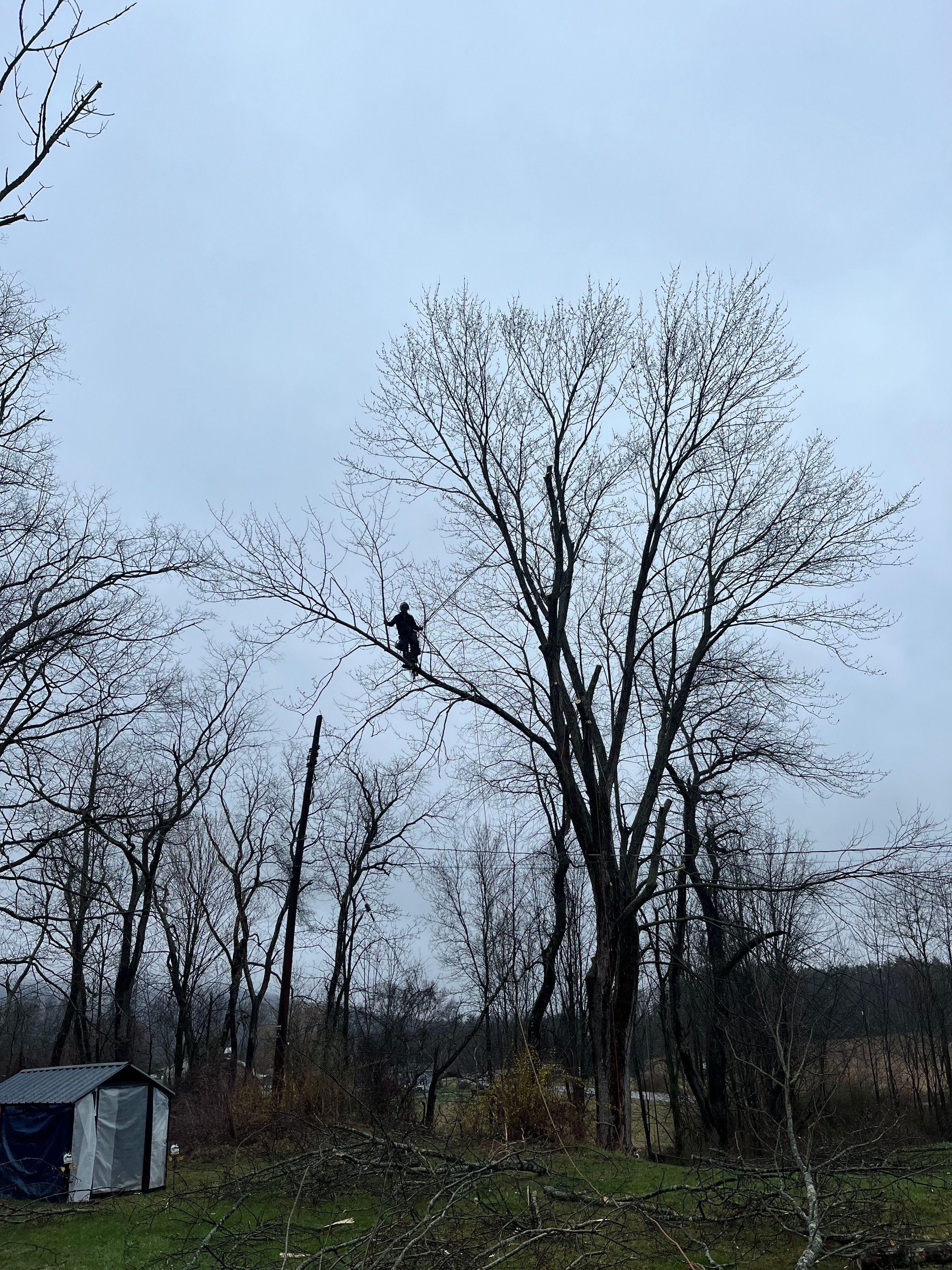 All Photos for Licensed to Cut Tree Service in Athens, PA