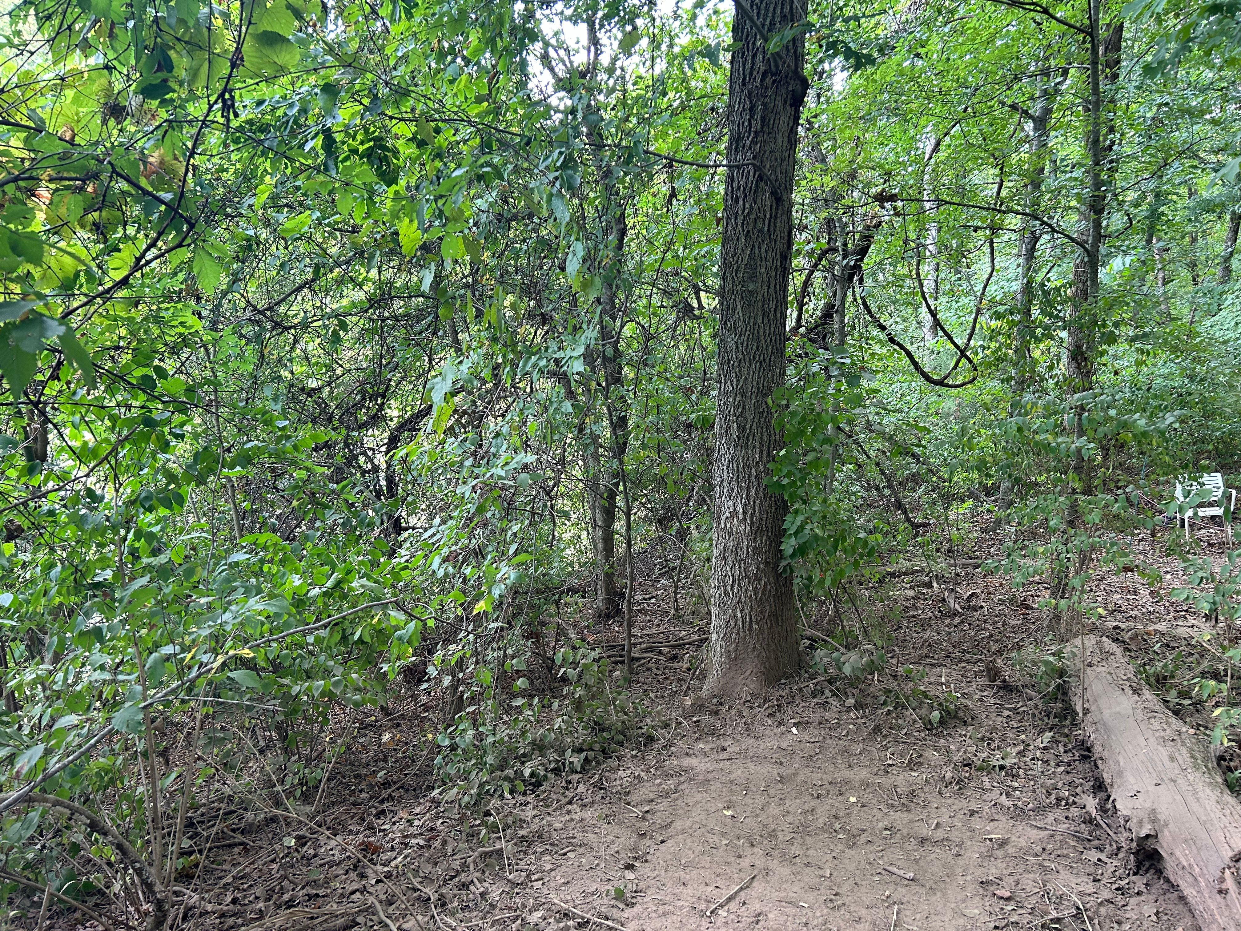  for TriStar Land Clearing & Mulching in Murfreesboro, TN