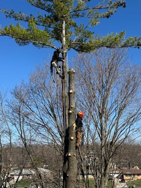  for Williams Tree Service LLC in Indianapolis, IN