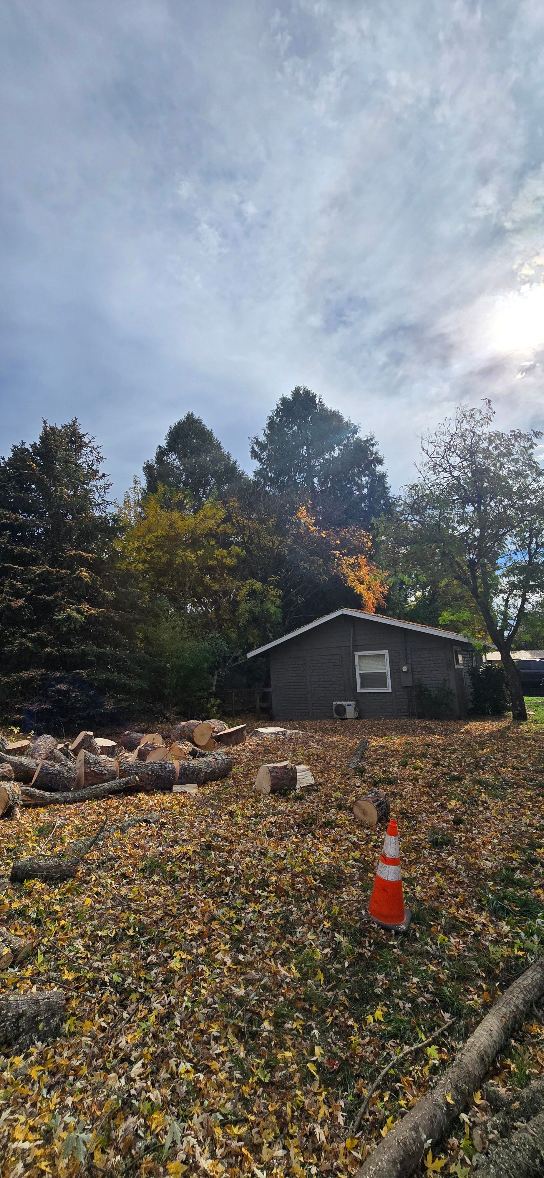  for George Staddan's Professional Tree Care in Placerville, CA