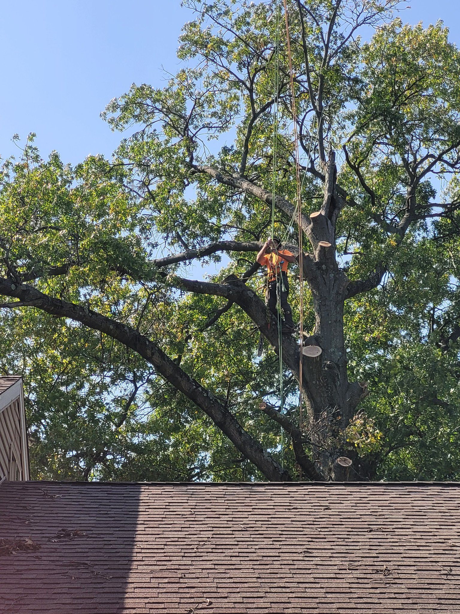  for Advanced Tree Solutions in Rockville, IN