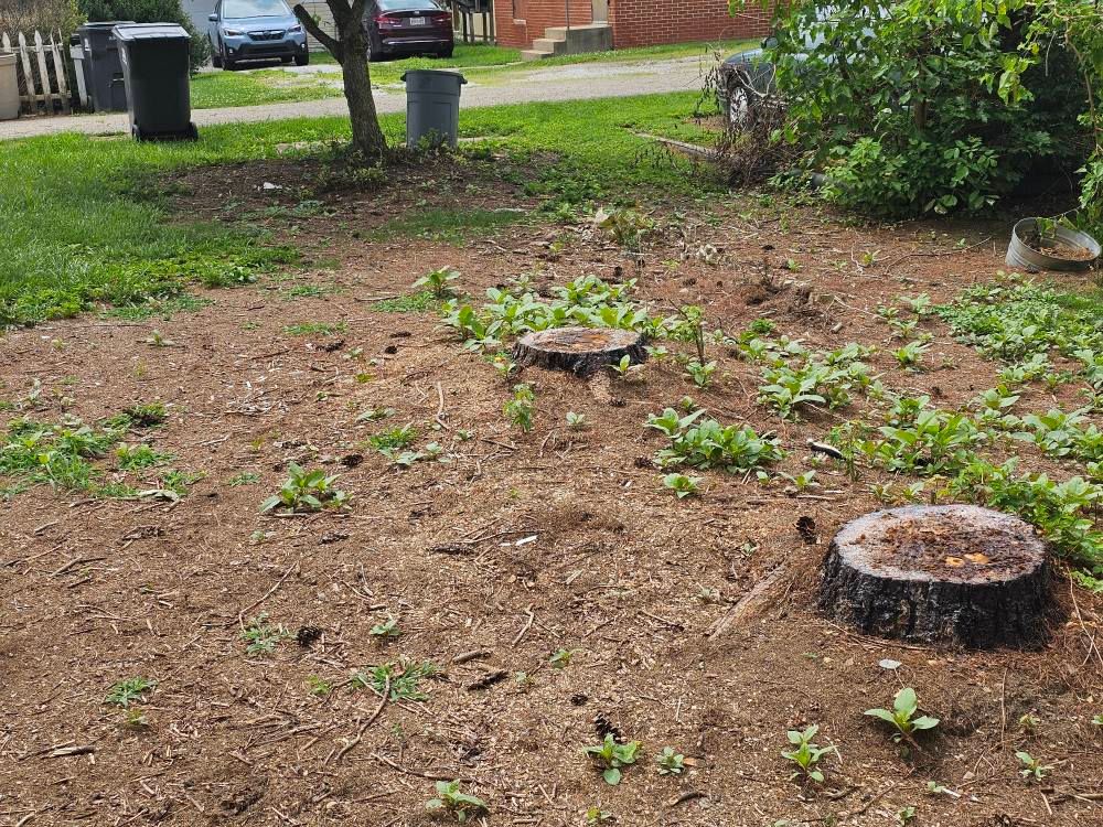  for I and R Stump Grinding in Thornville, OH
