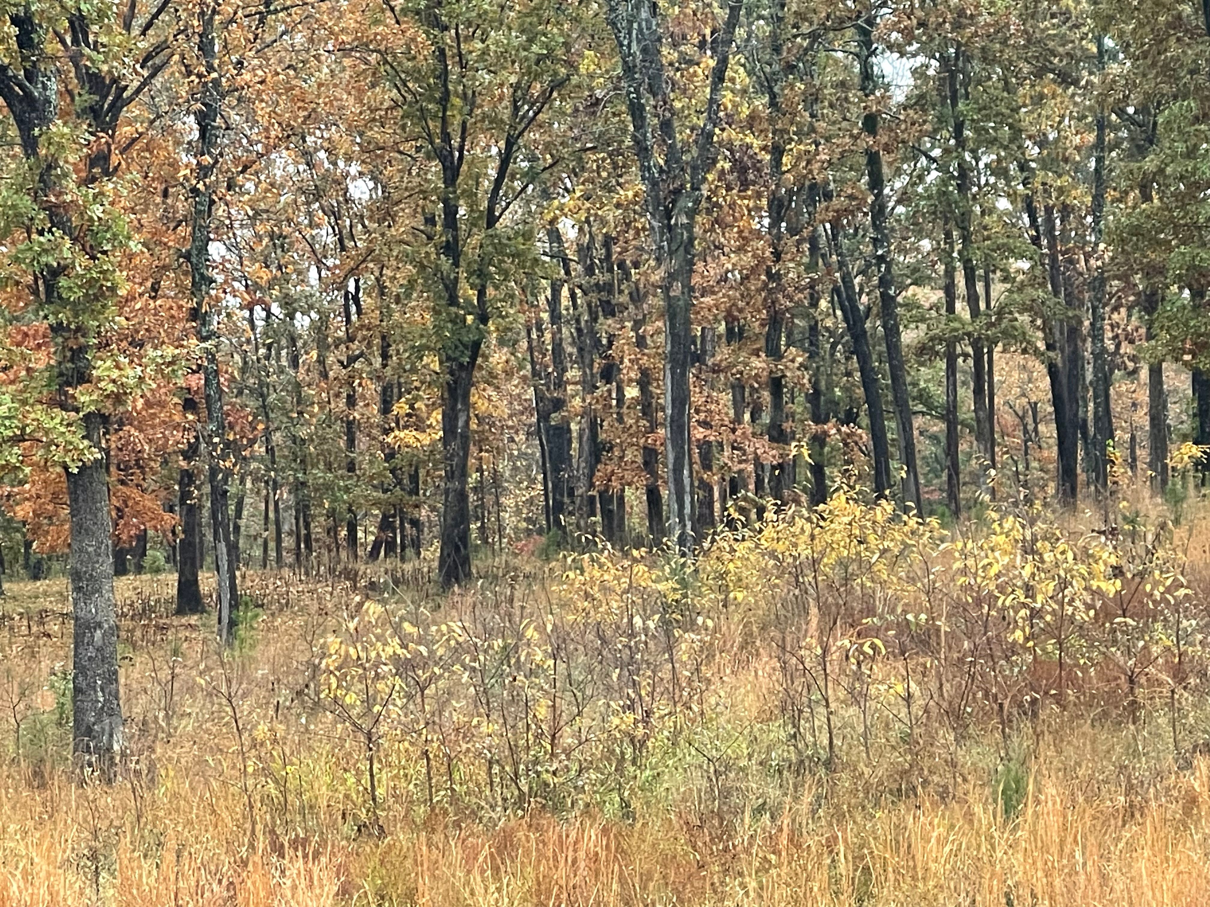  for See2it Clean in St Louis, MO