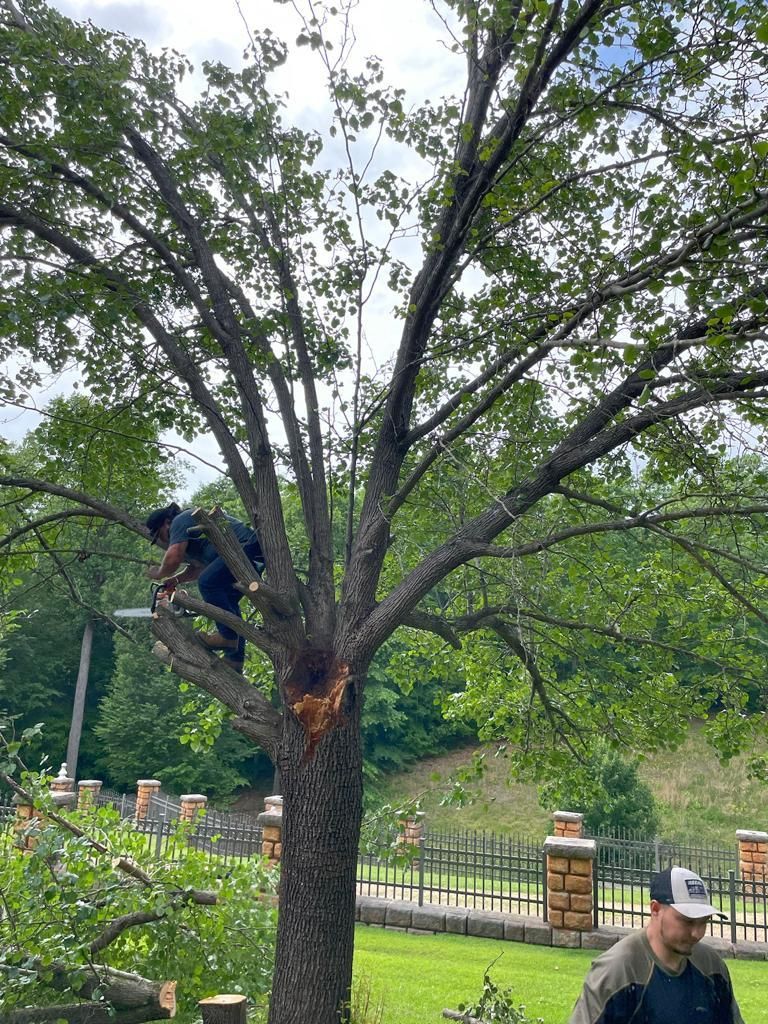 Tree Removal for Rosales Landscaping LLC in Lake Gaston, North Carolina