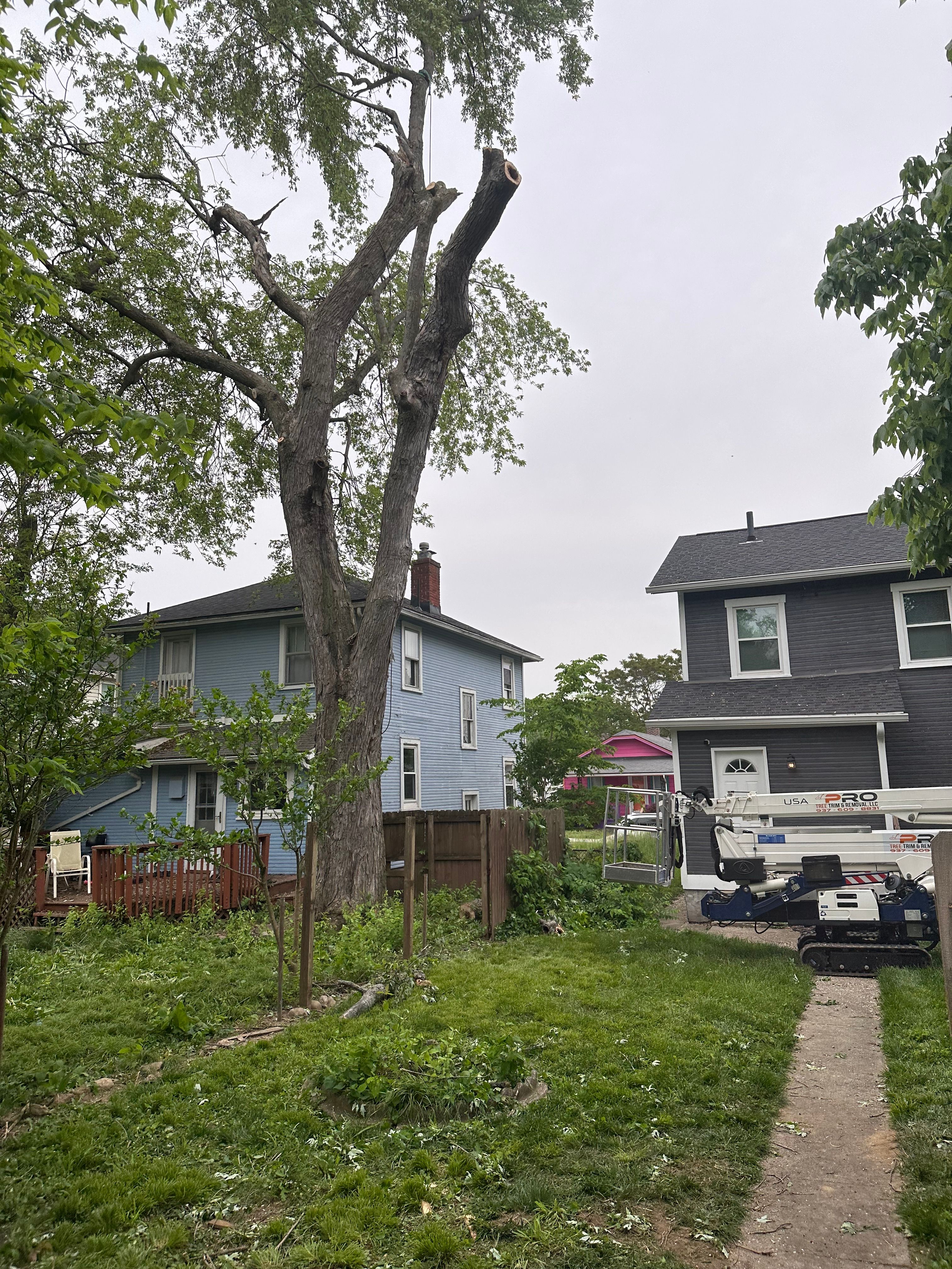 All Photos for Pro Tree Trim & Removal, Llc in Dayton, OH