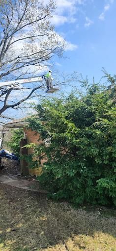 All Photos for Pro Tree Trim & Removal, Llc in Dayton, OH