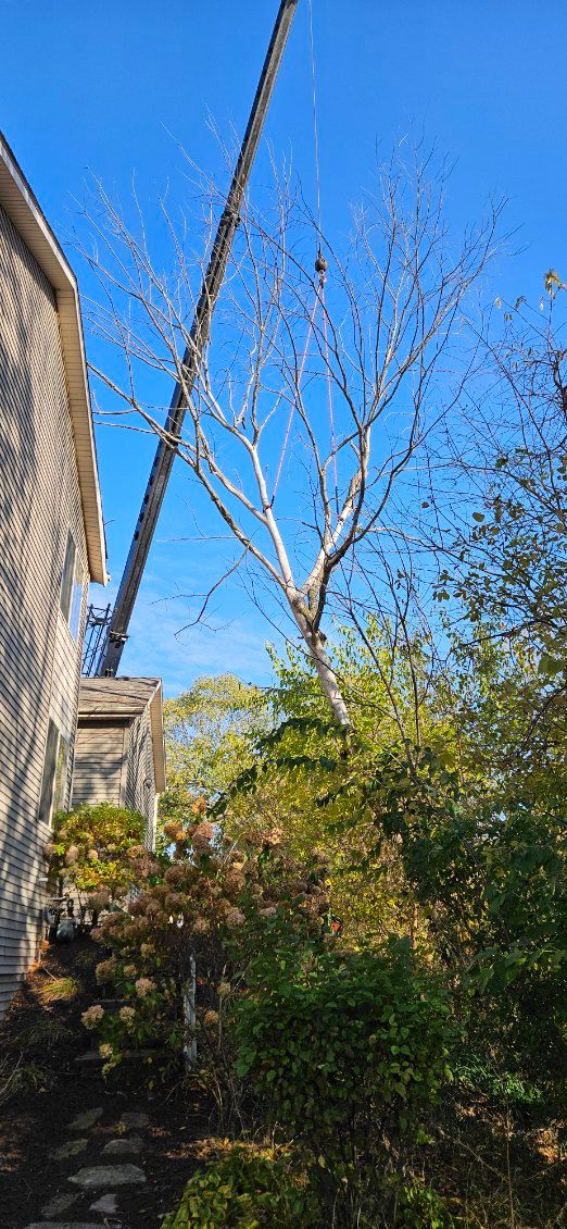 Tree Removal for Olson Tree Service, Inc in Rockford, IL