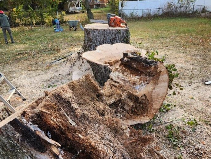  for Timber Ninja Service in Lexington, KY