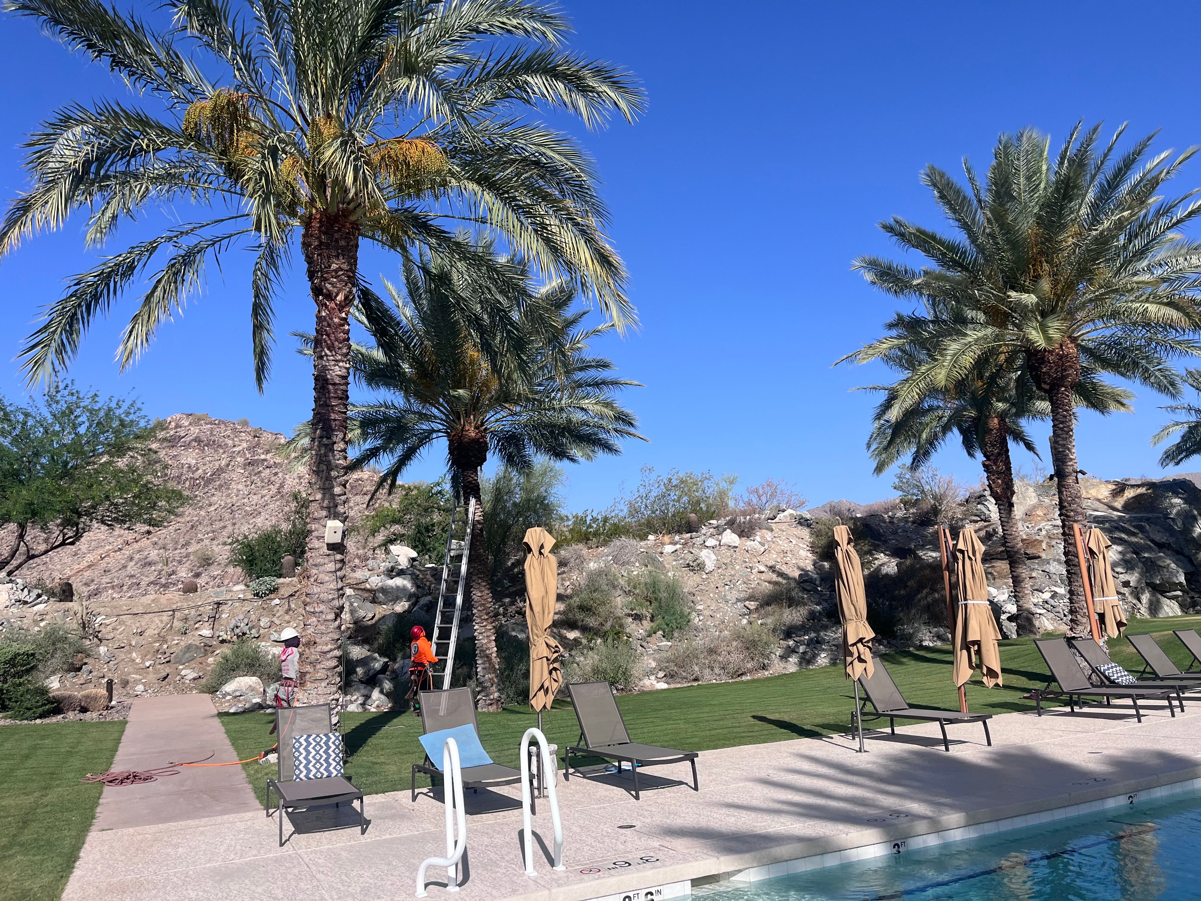  for AZ Tree & Hardscape Co in Surprise, AZ