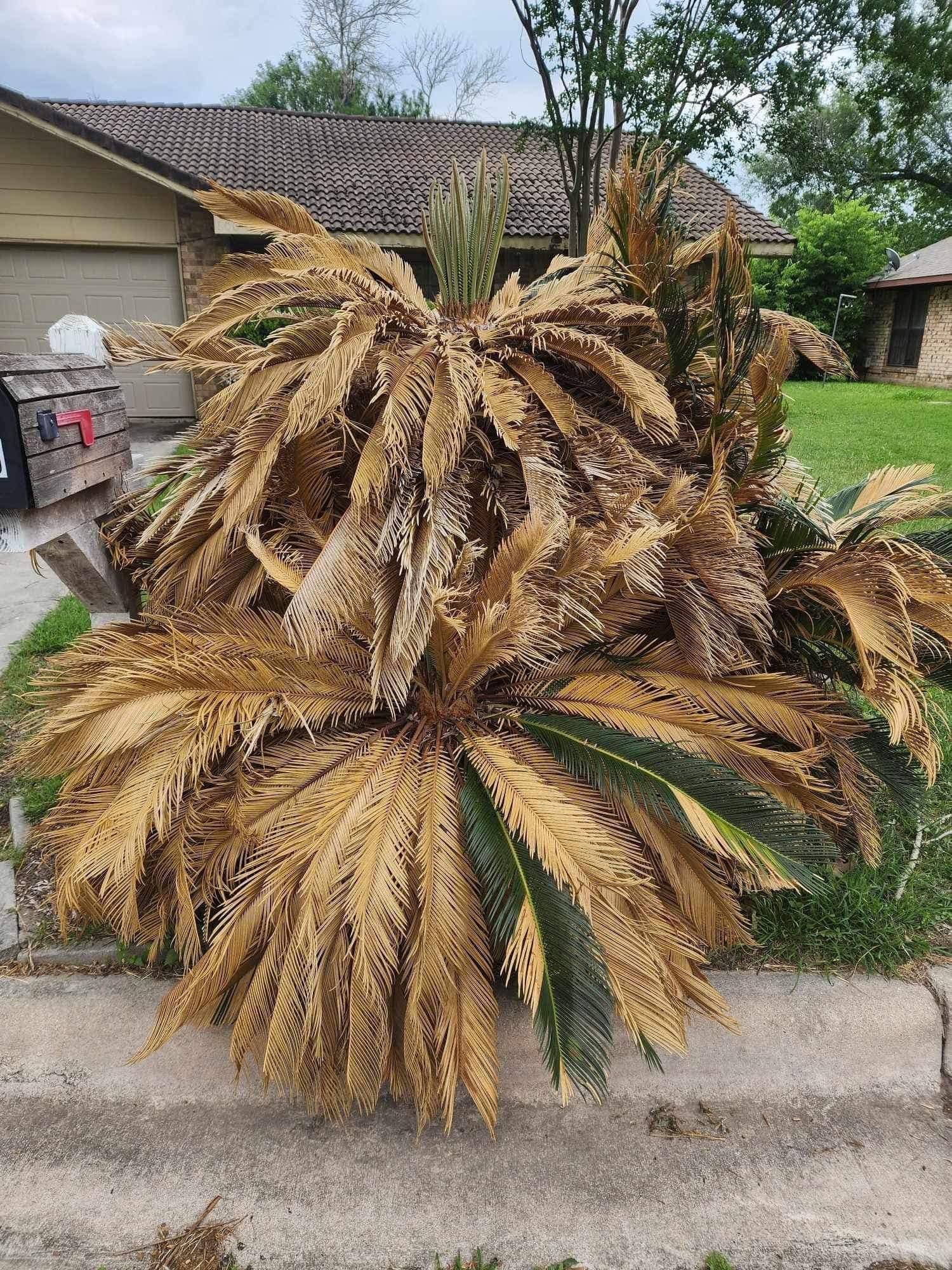 All Photos for Green Turf Landscaping in Kyle, TX