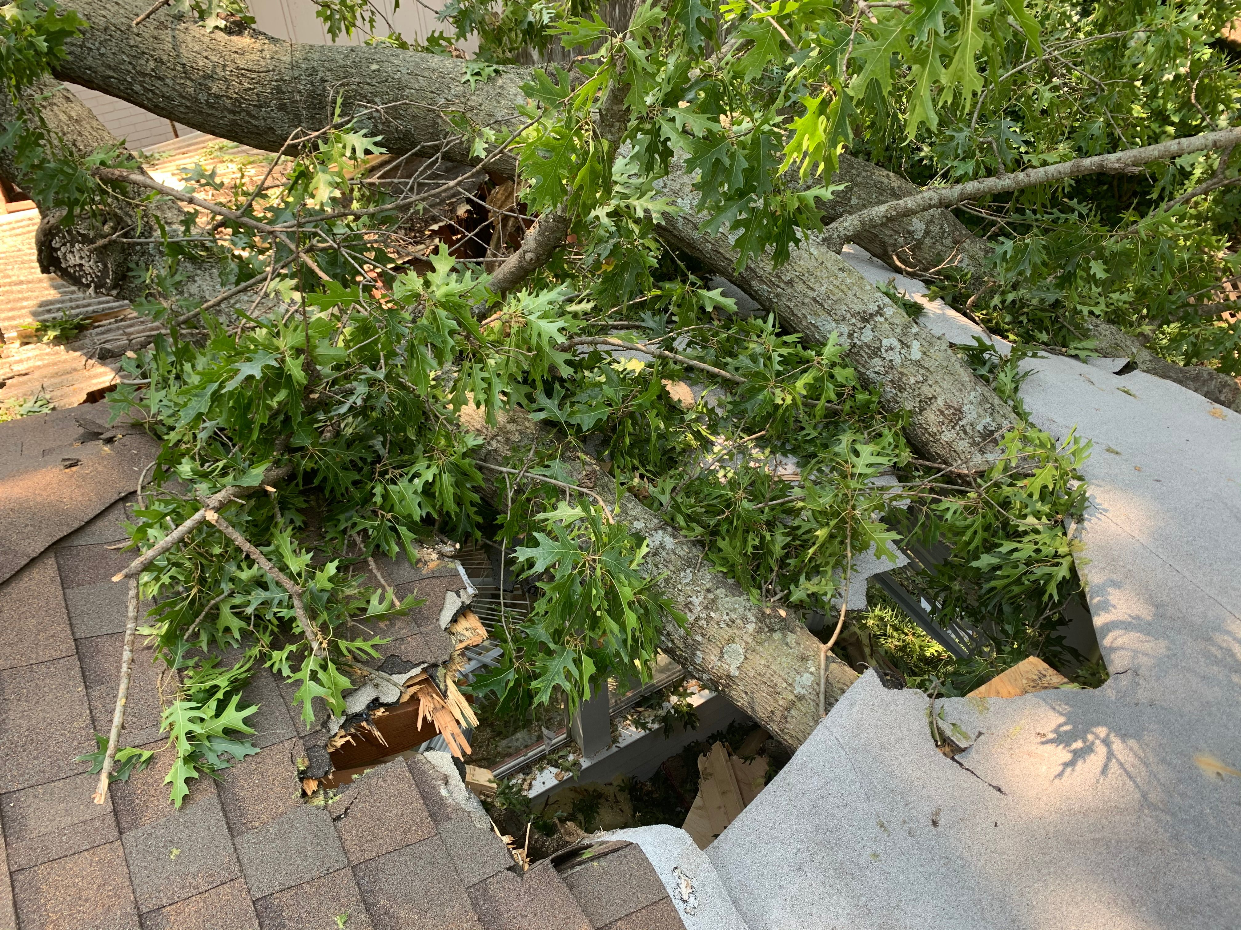  for TLC Professional Tree Service in Bedford, TX