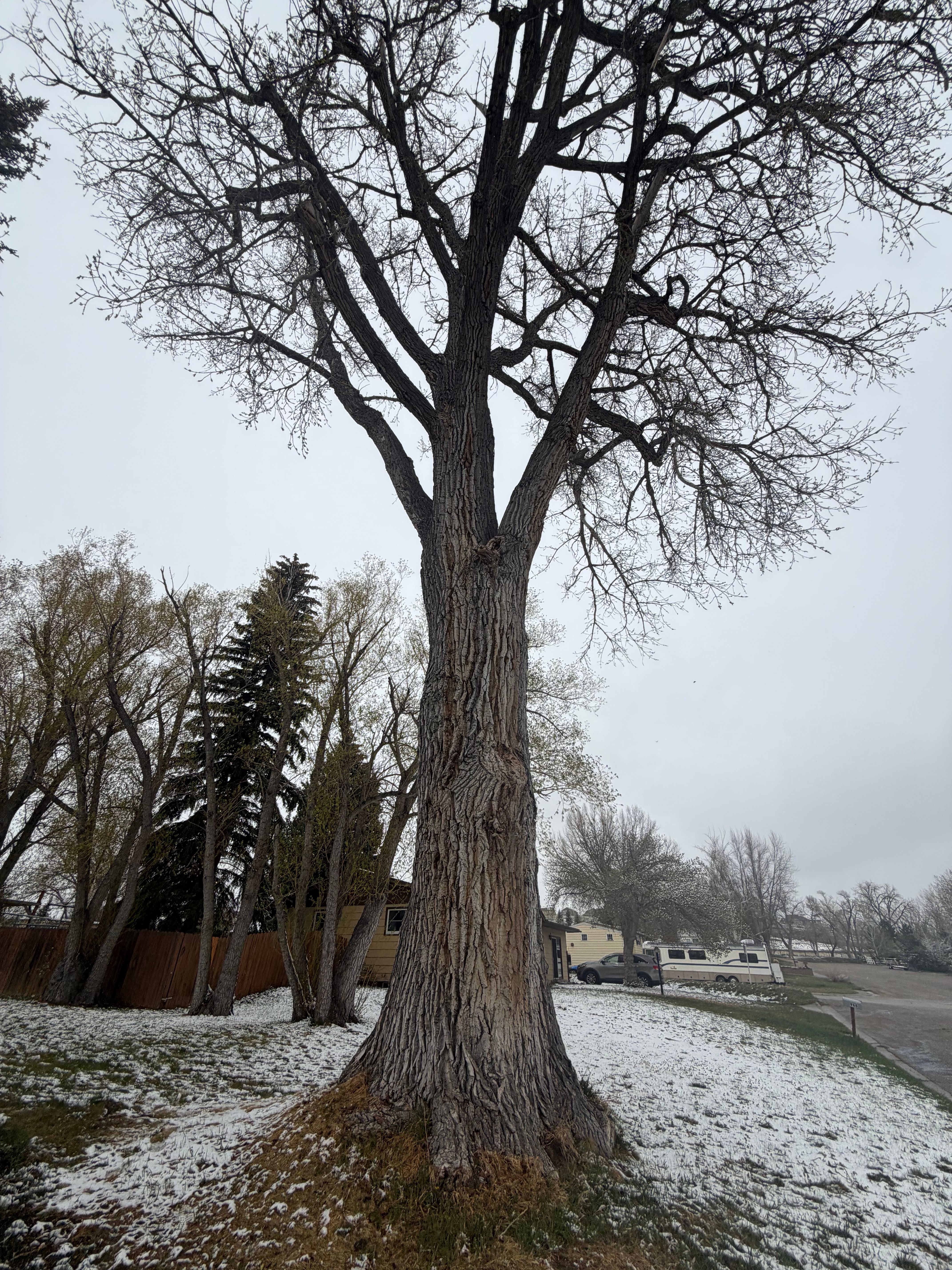 for Elevated Tree Care in Gillette, WY